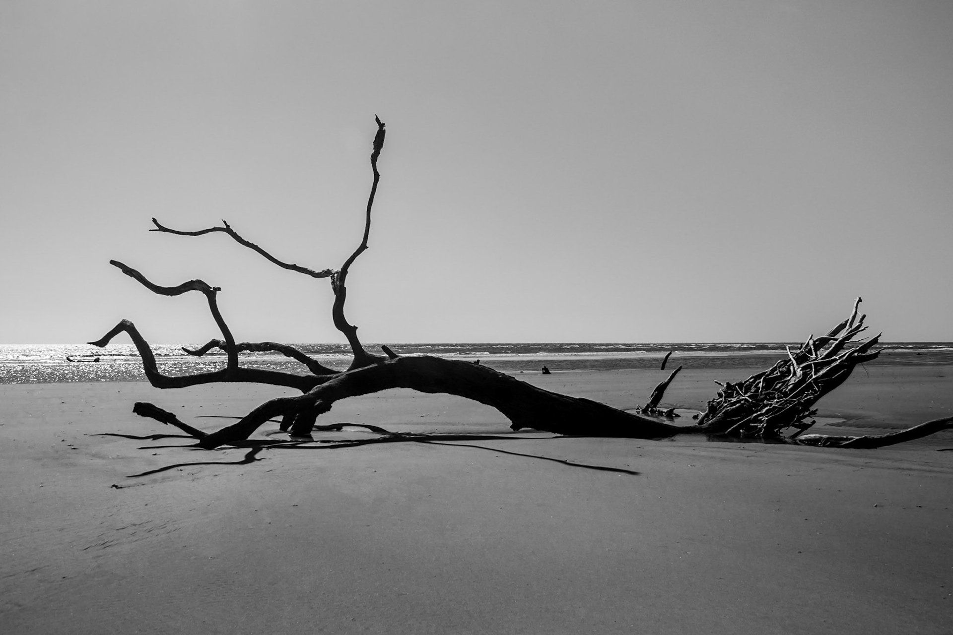 Tree in the Sand