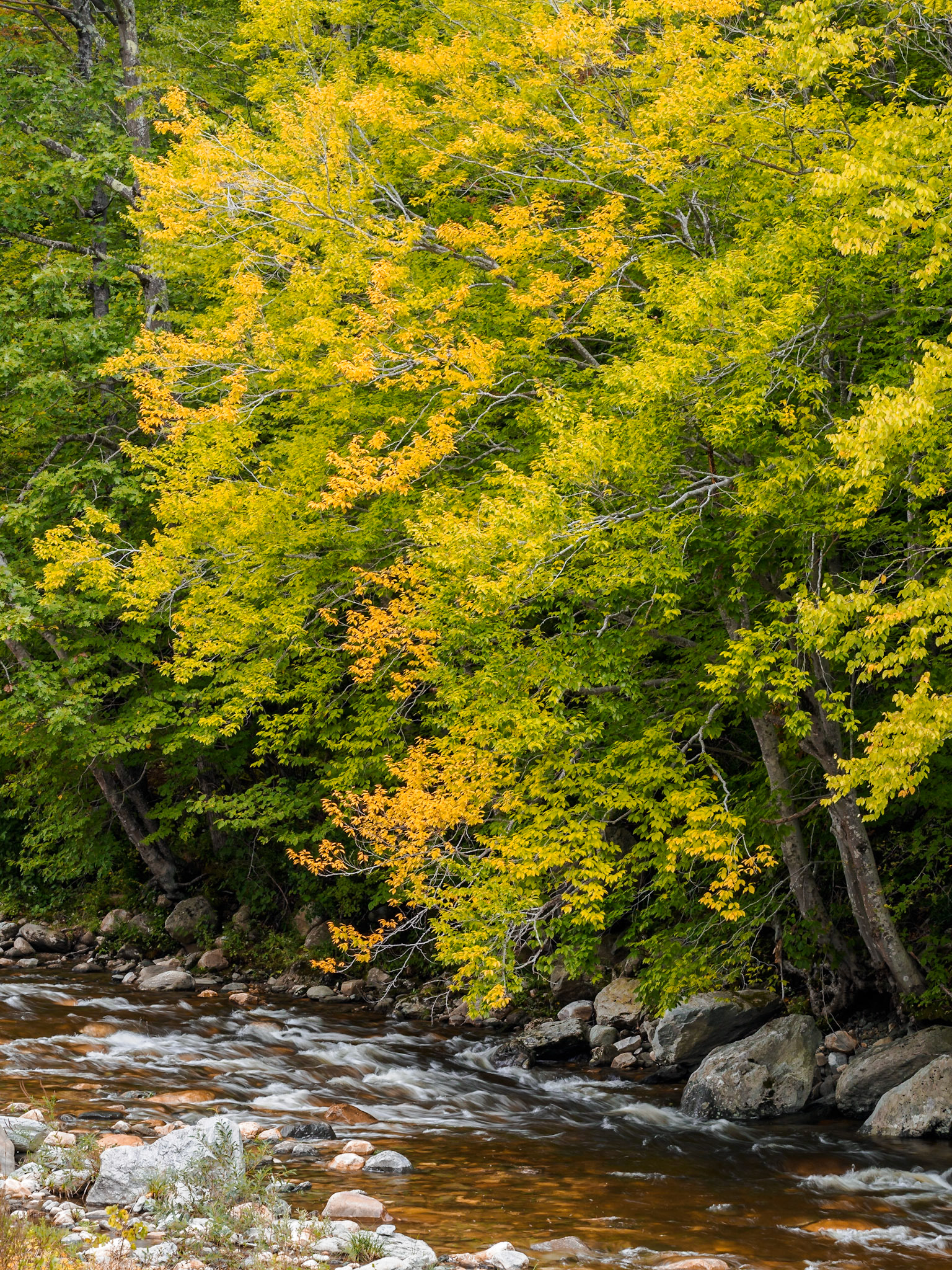 Some autumn color along the Cold River