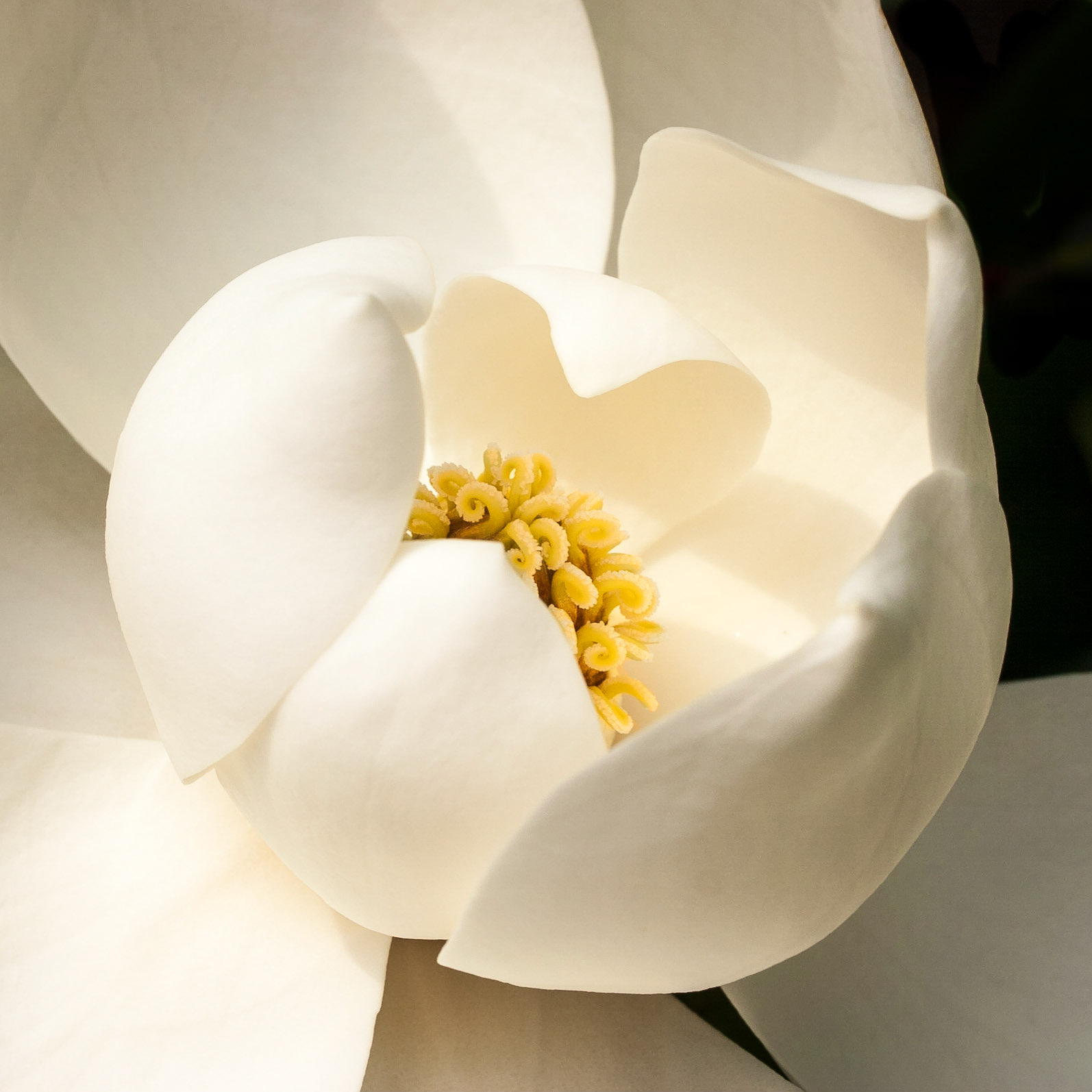 Magnolia