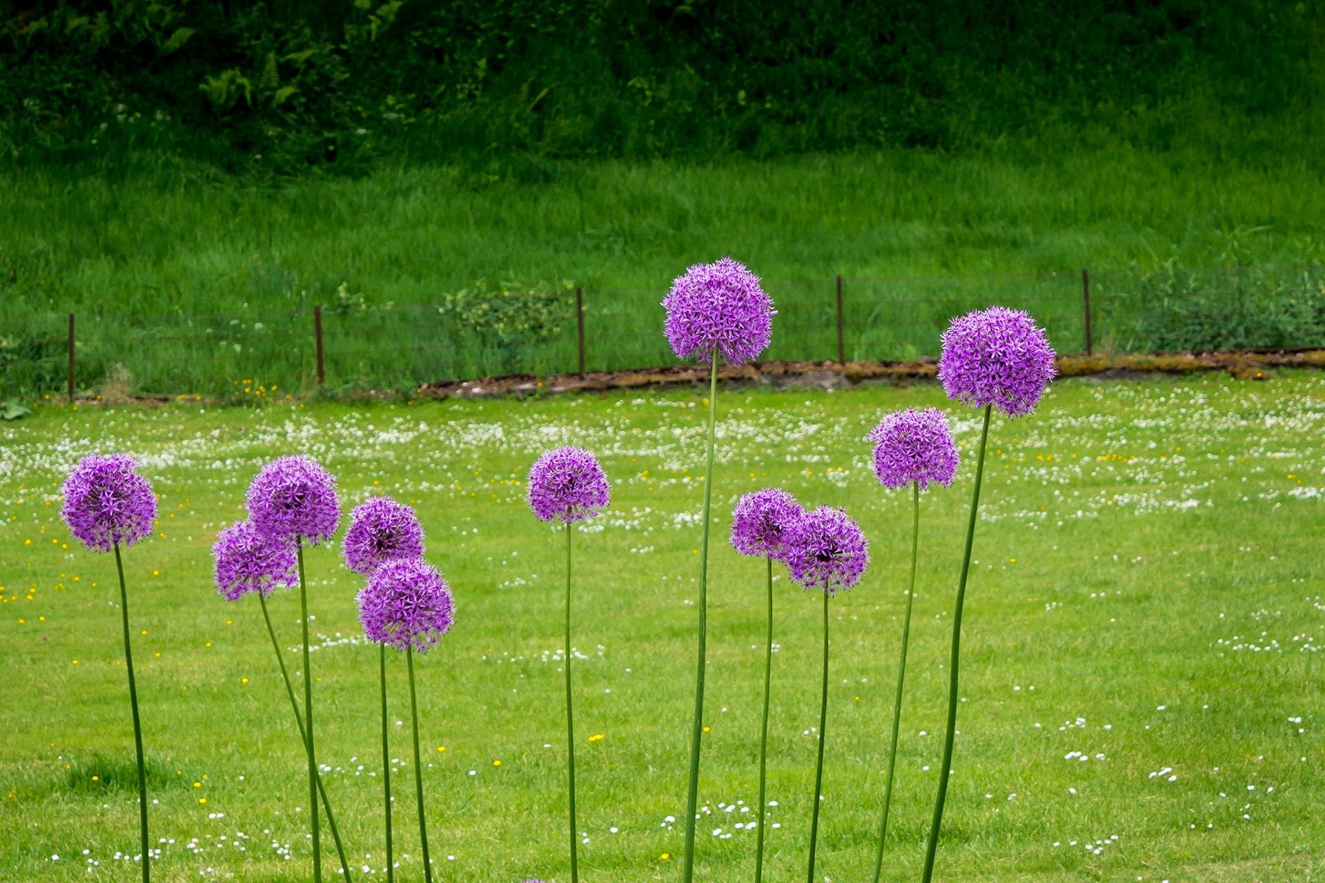 Drummond Castle Gardens