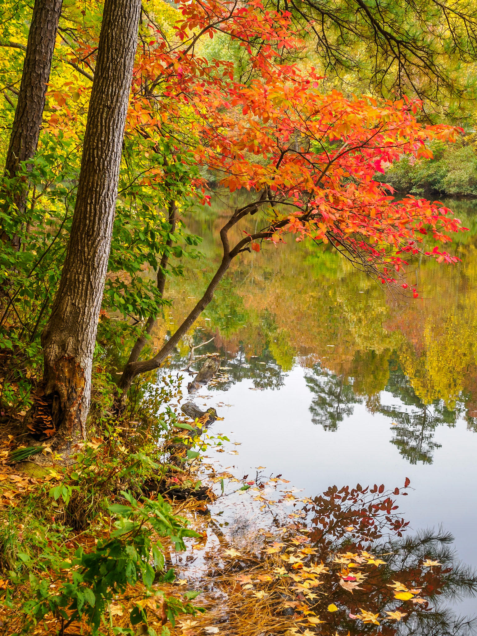 Lake Johnson, Raleigh, NC