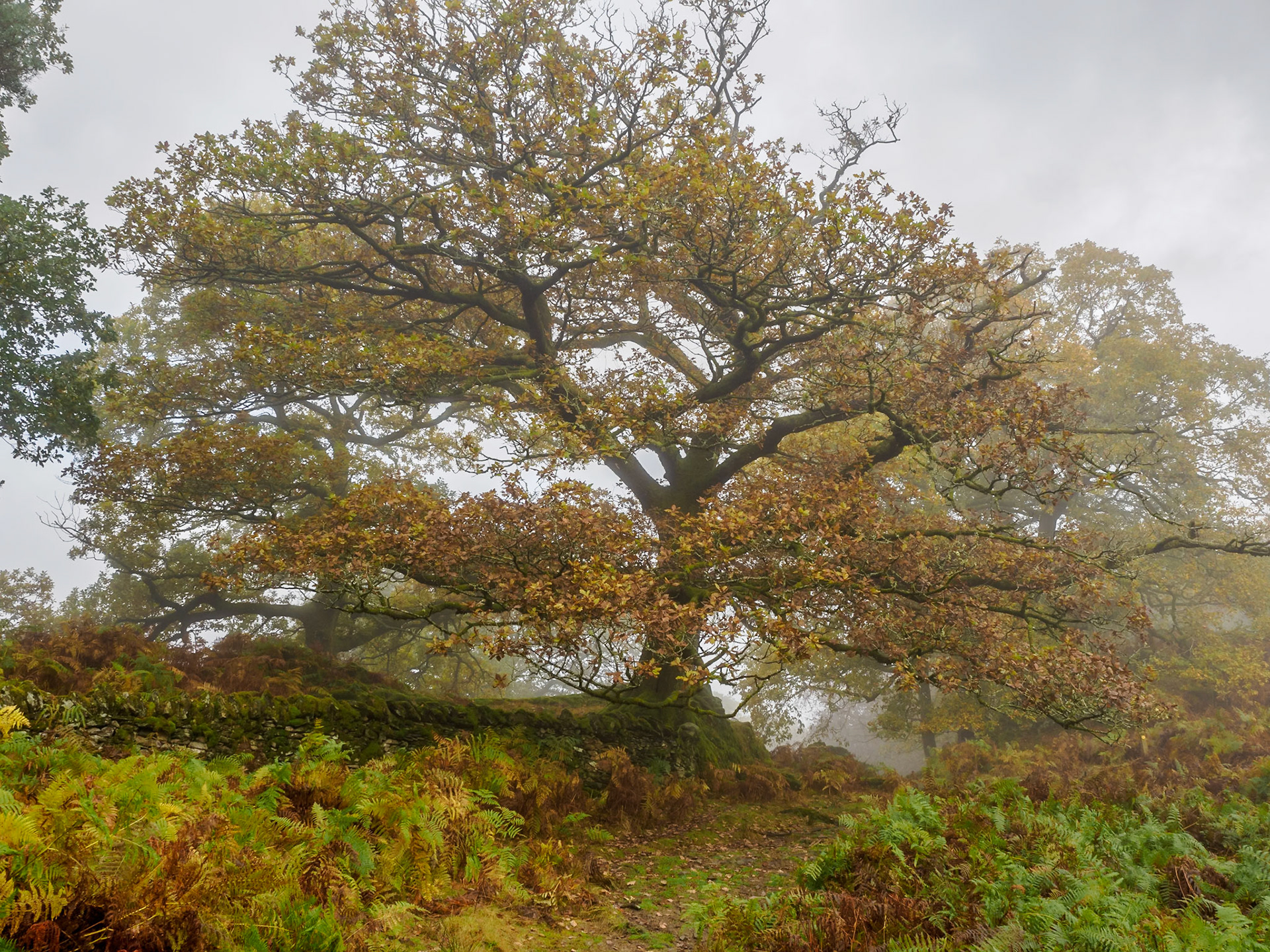 Loughrigg Fell
