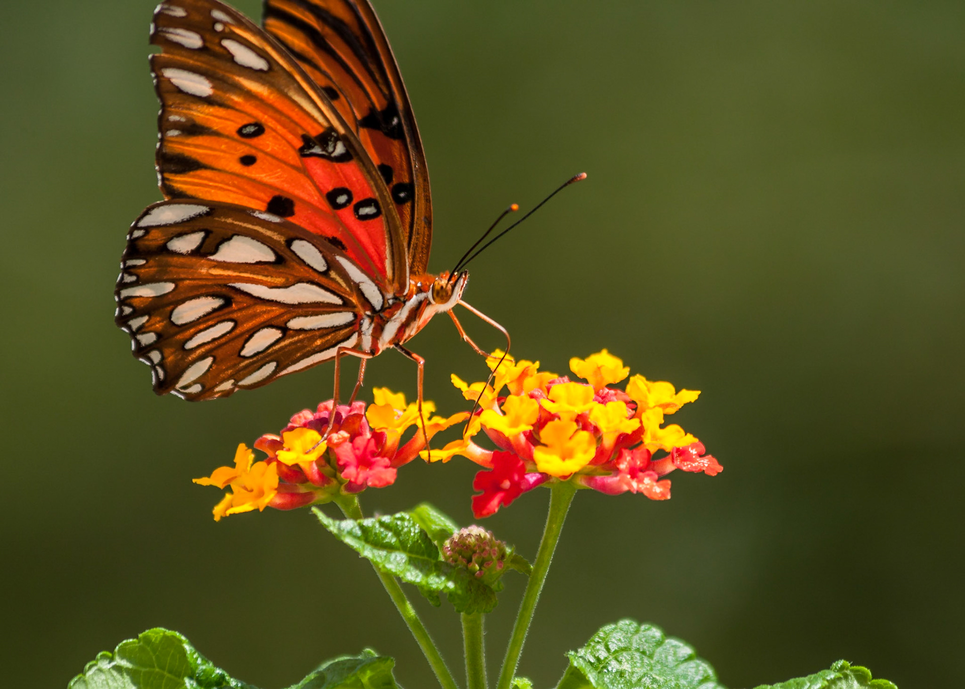 Butterfly on Lantana