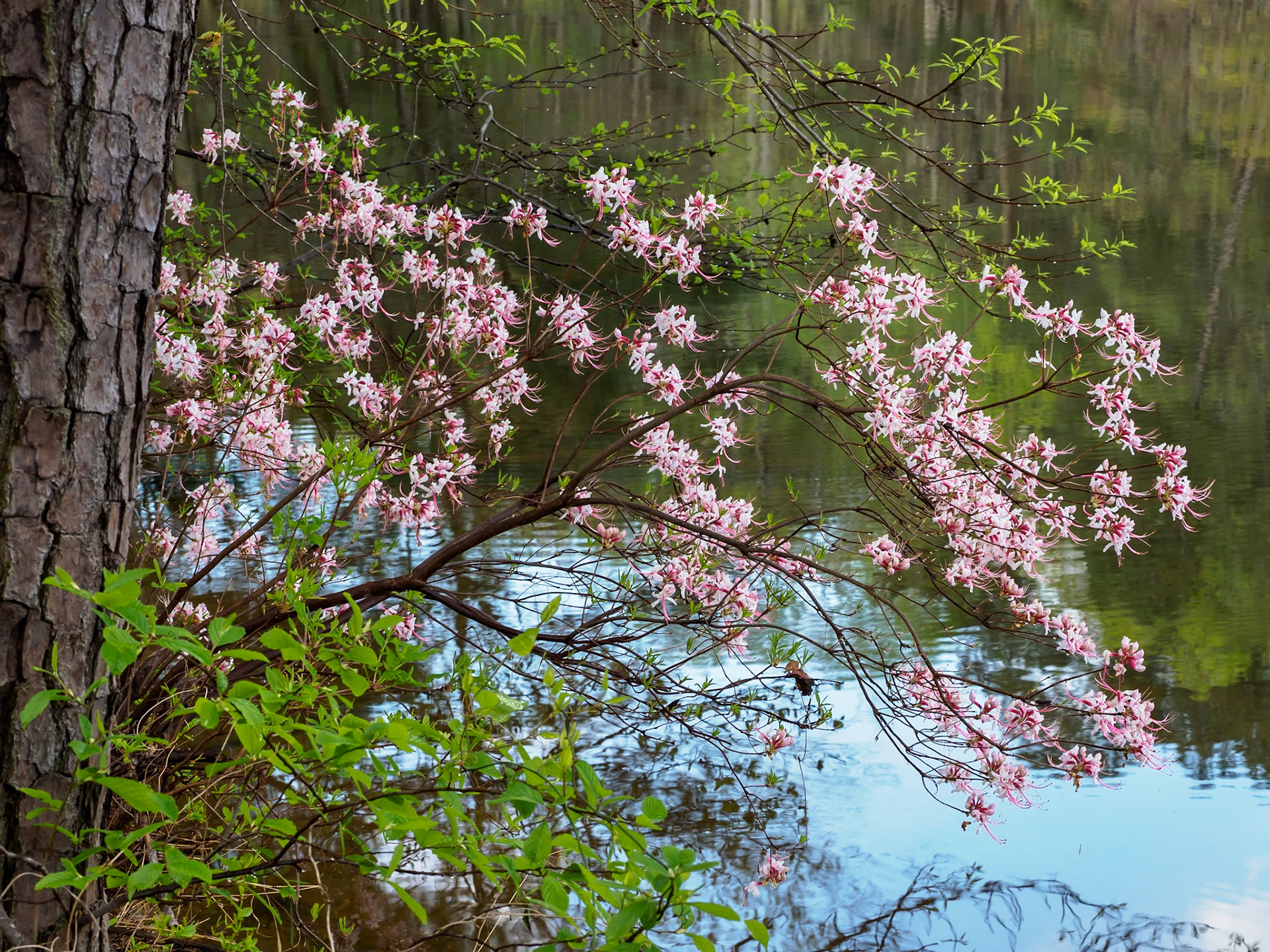 Lake Johnson, Raleigh, NC