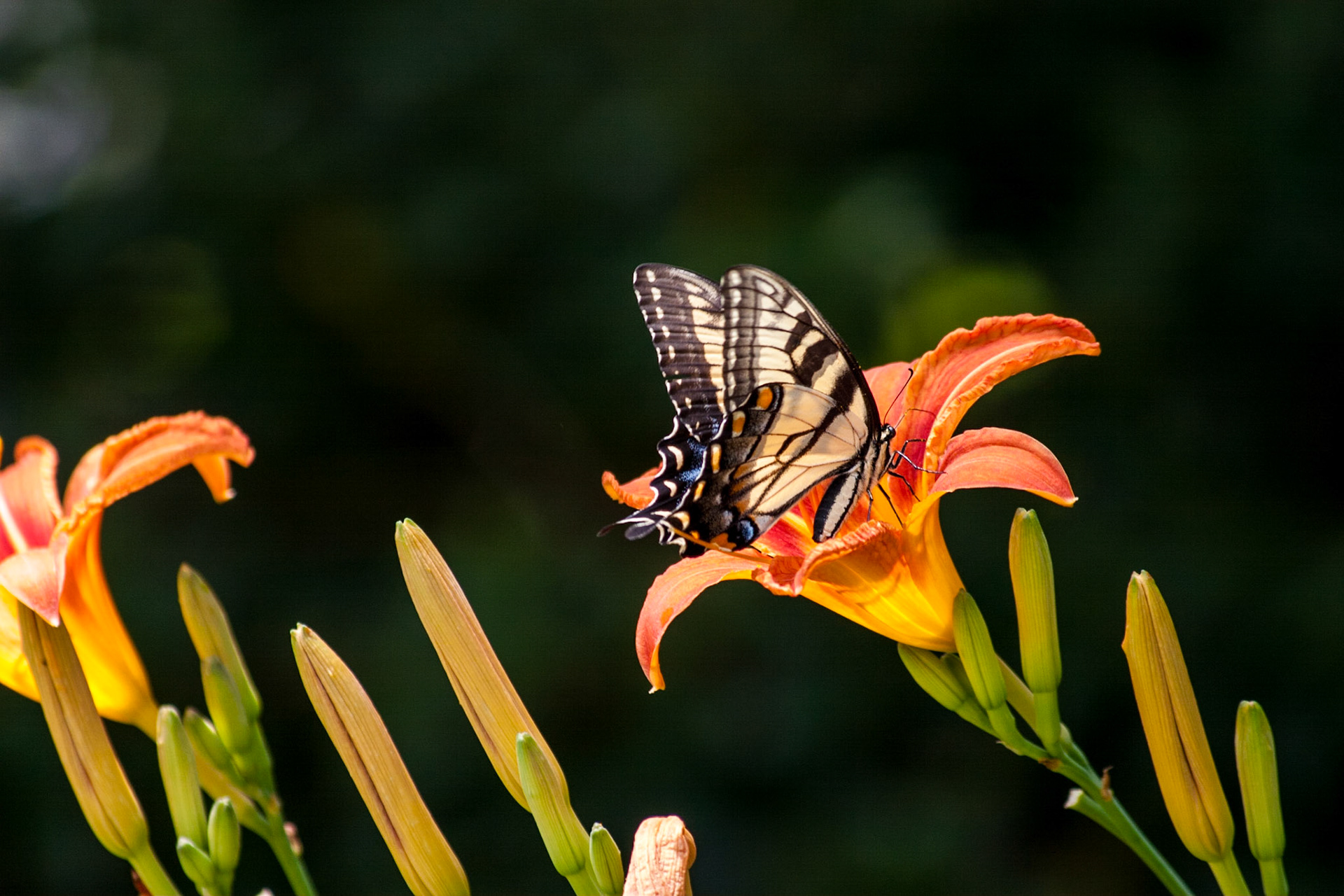 Tiger Swallowtail