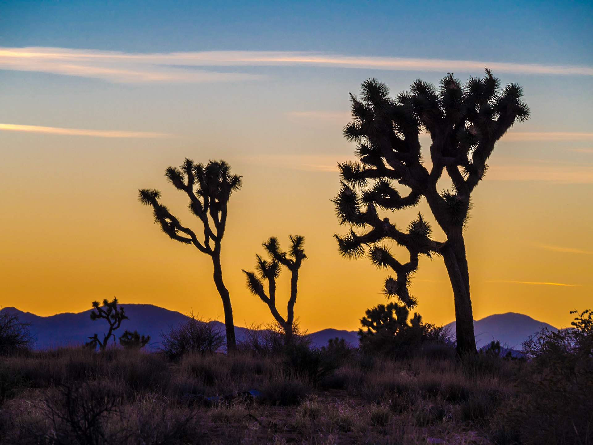 Joshua Tree Sunset
