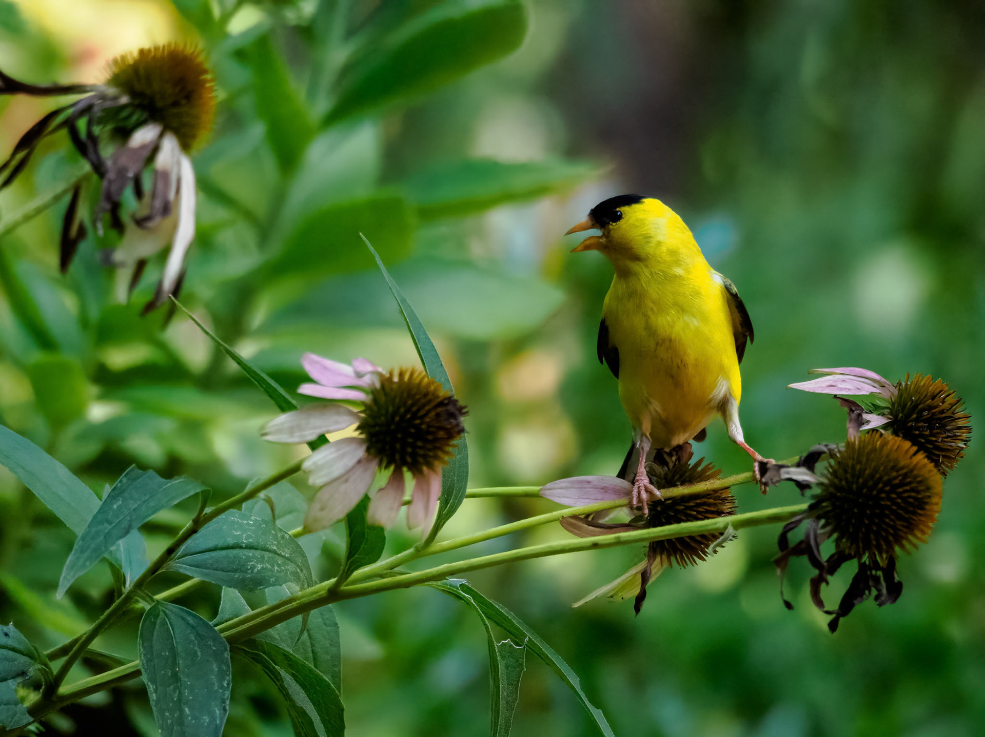 Goldfinch