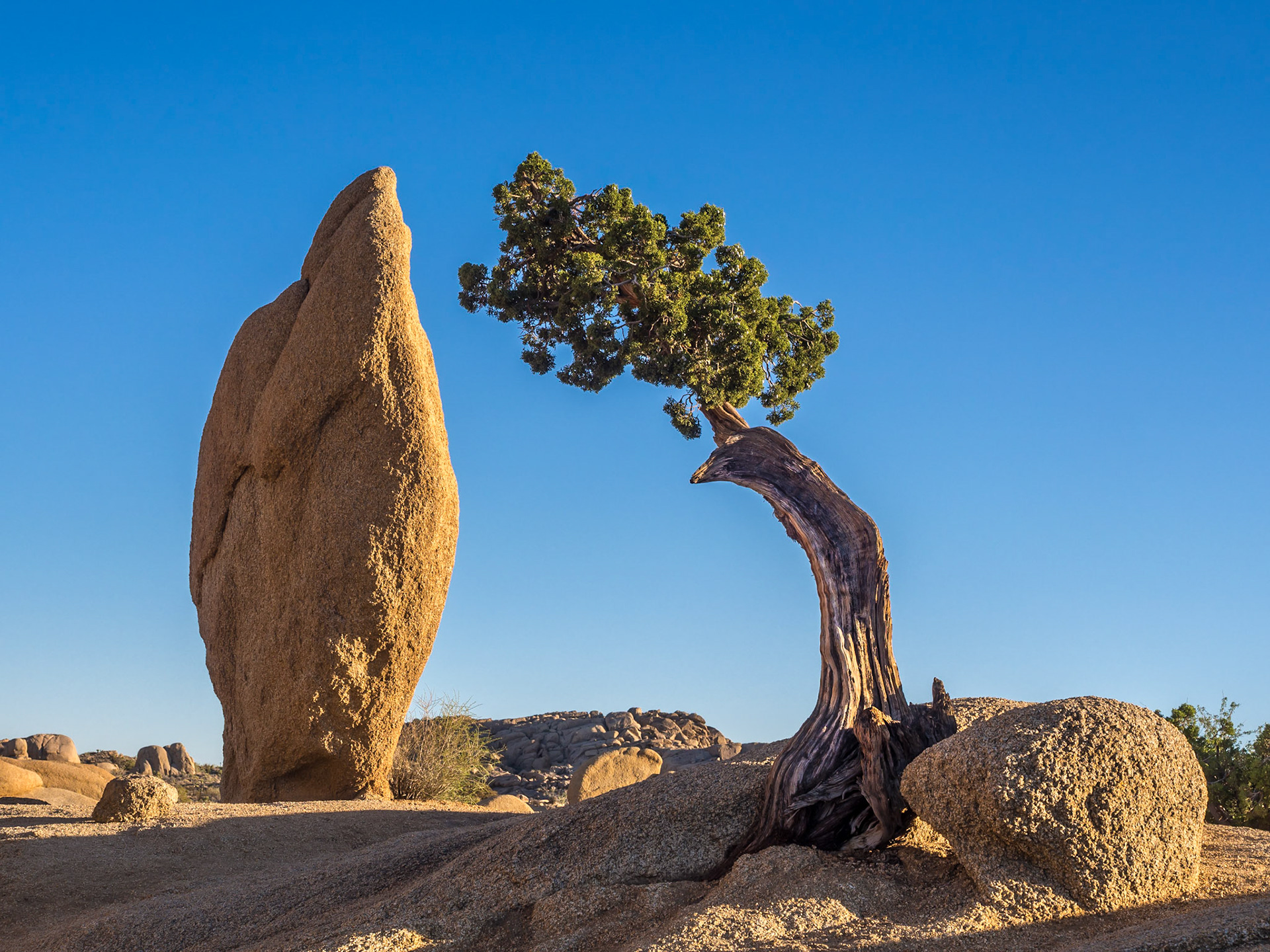 Balanced Rock and Juniper