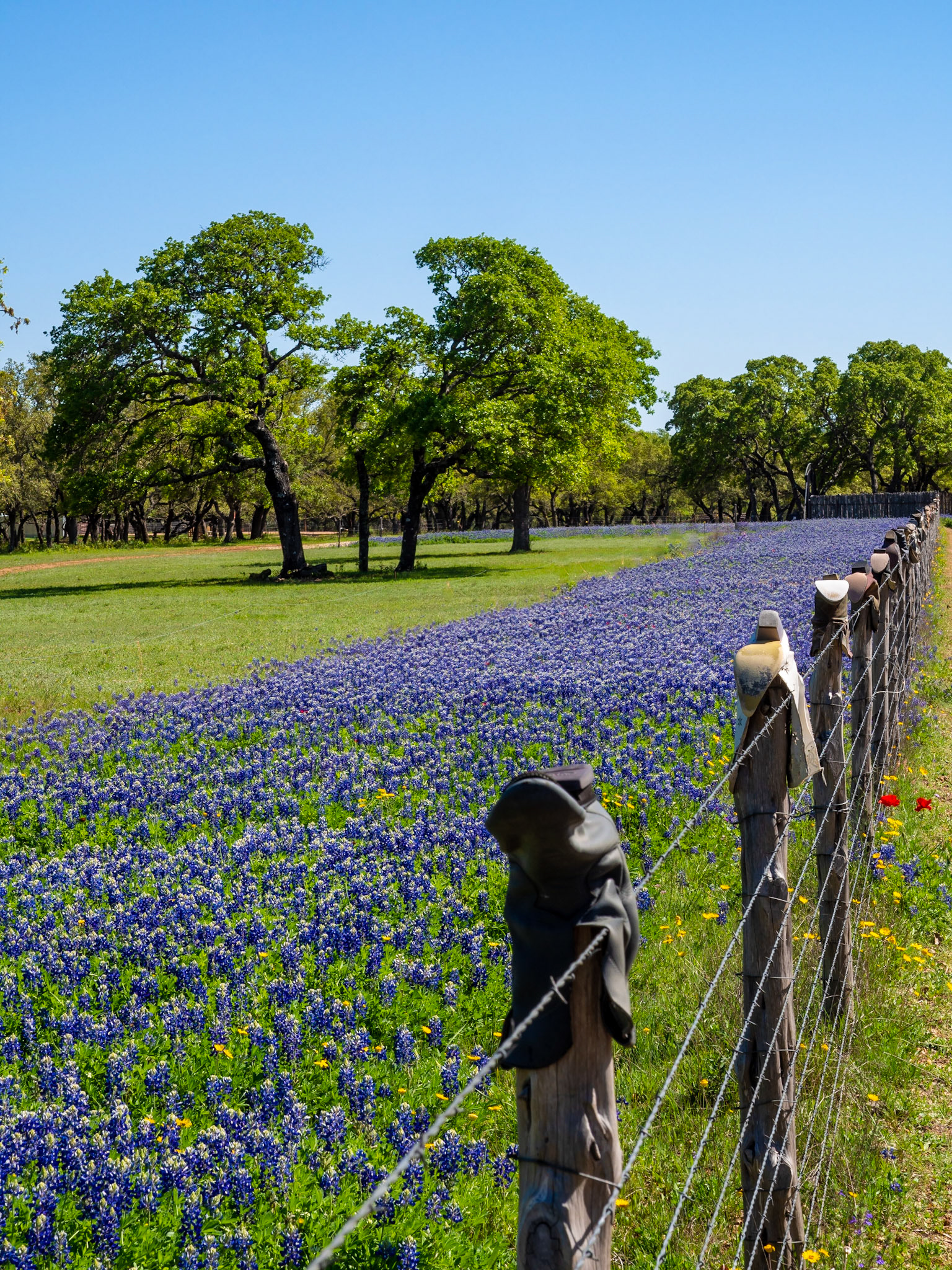Boots and Bluebonnets