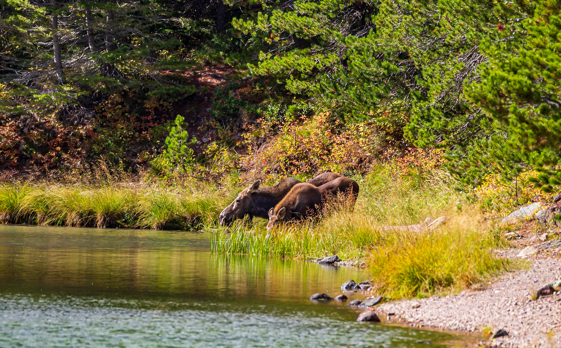 Momma and daughter moose at the end of Fishercap Lake