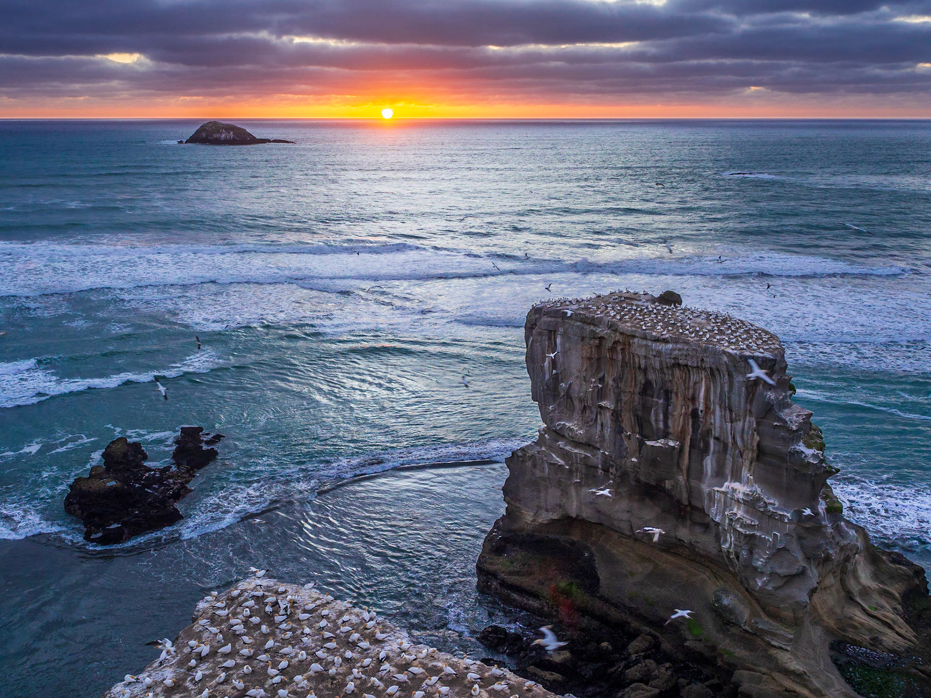 Muriwai Gannet Colony, New Zealand