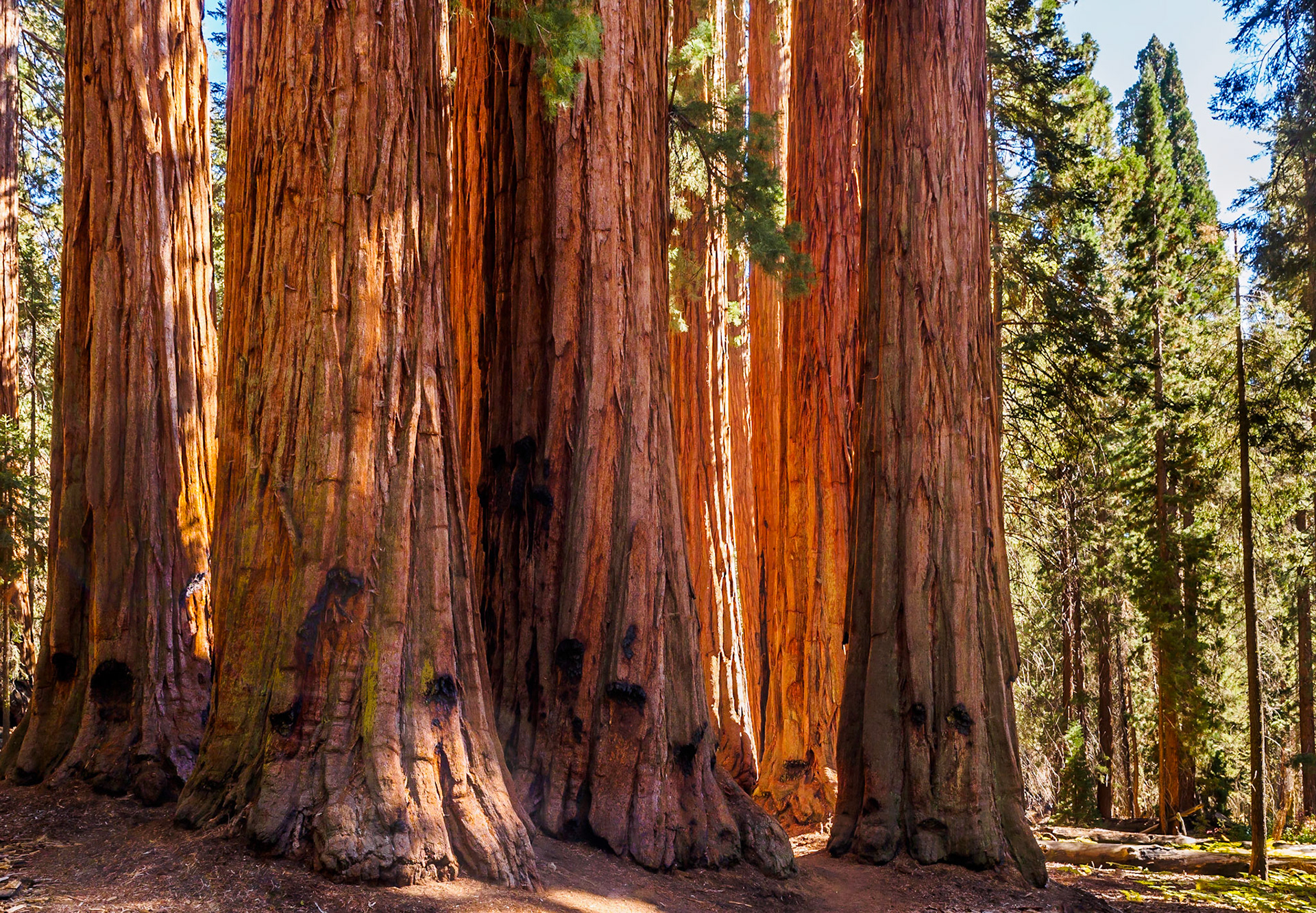 The House, Sequoia National Park