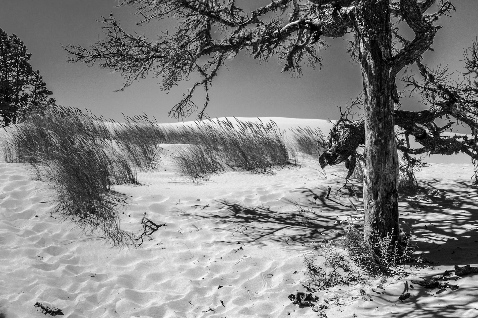 Oregon Dunes