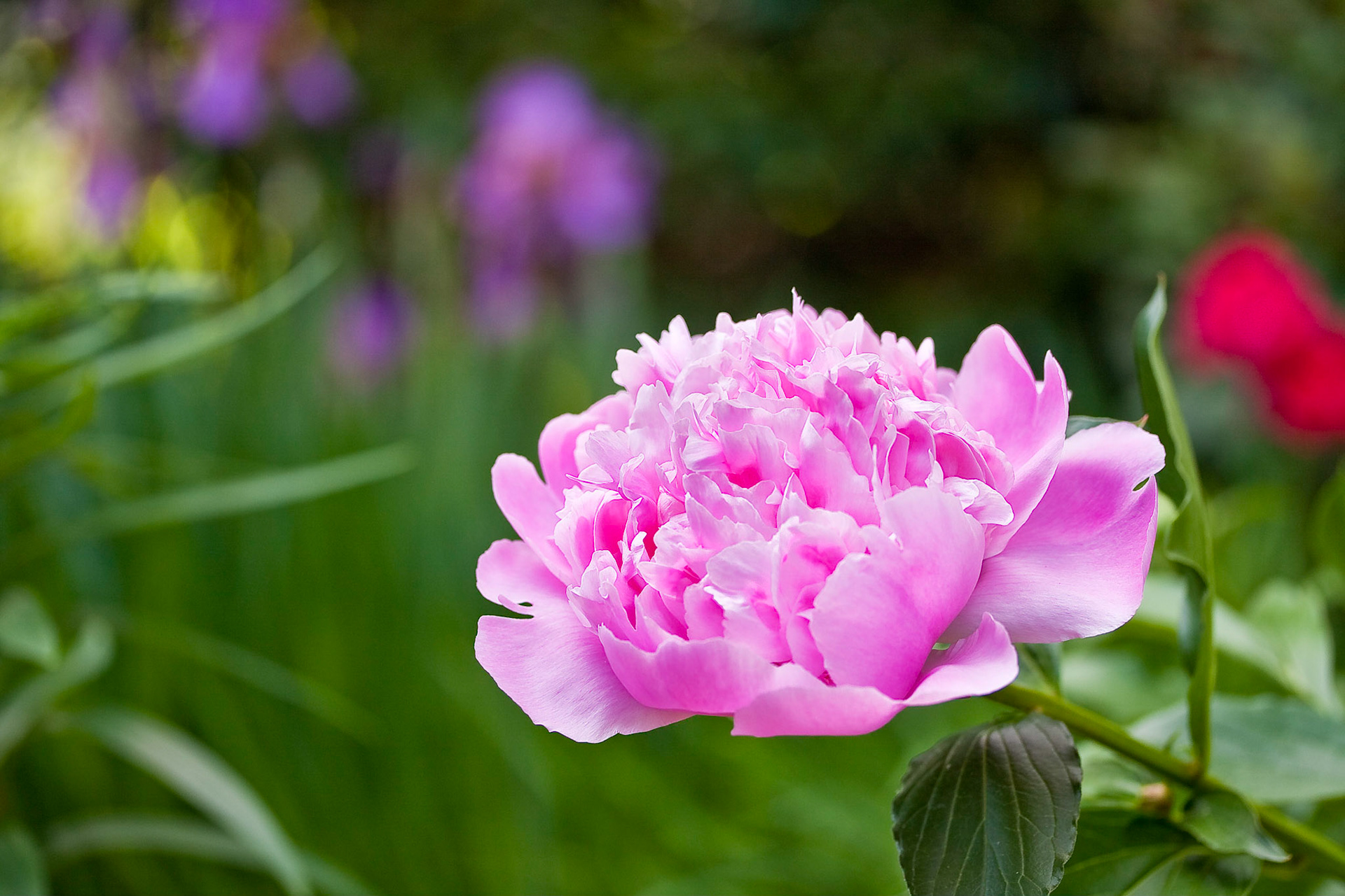 Pink Peony