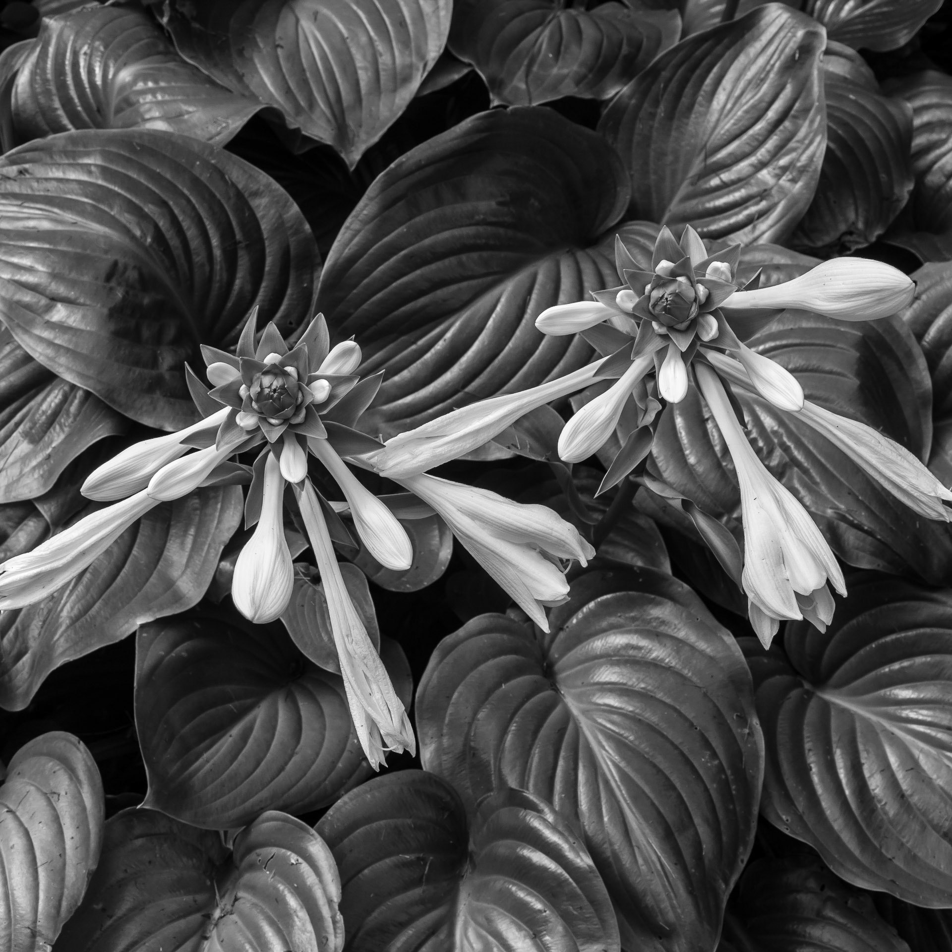Hostas