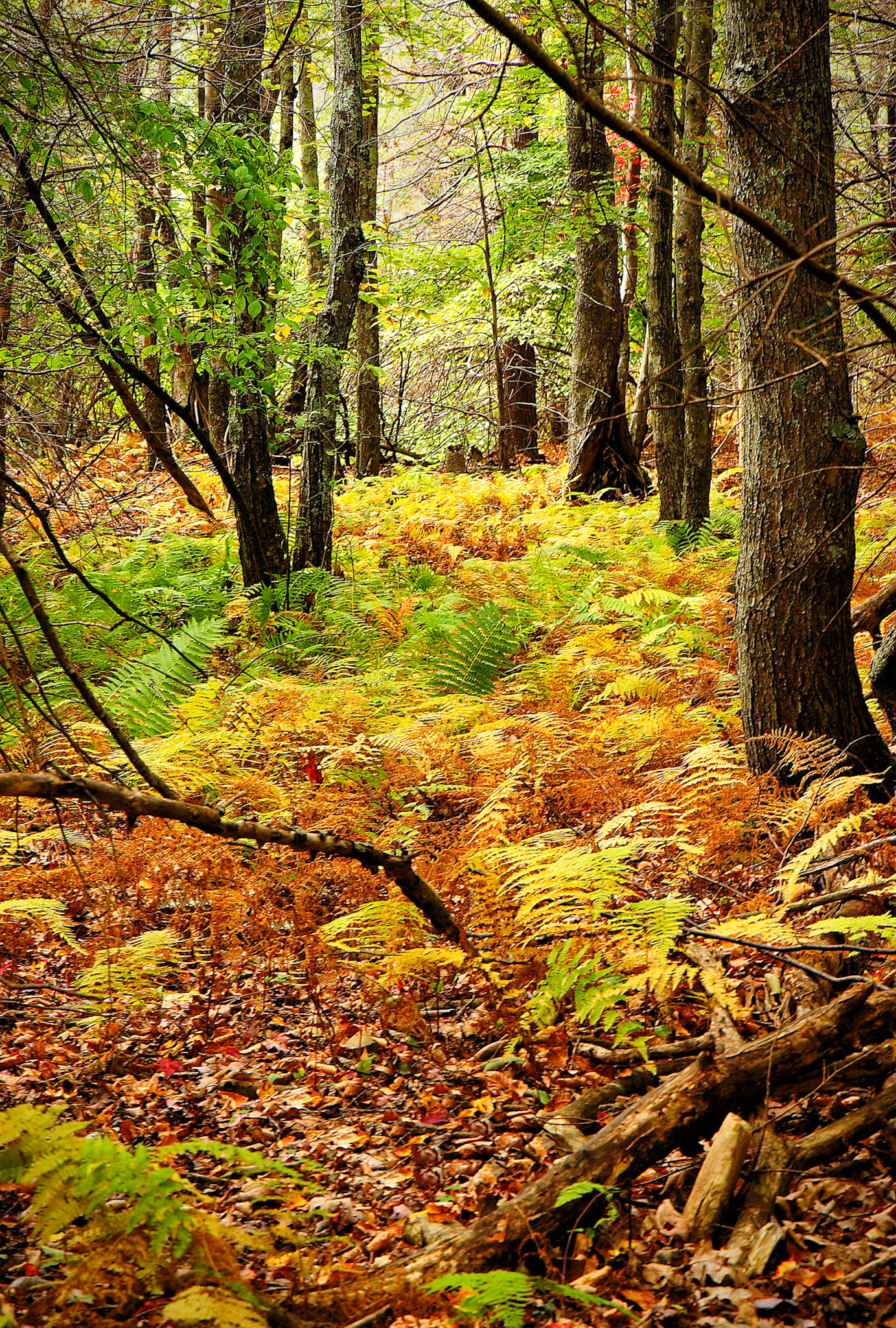 Shenandoah National Park