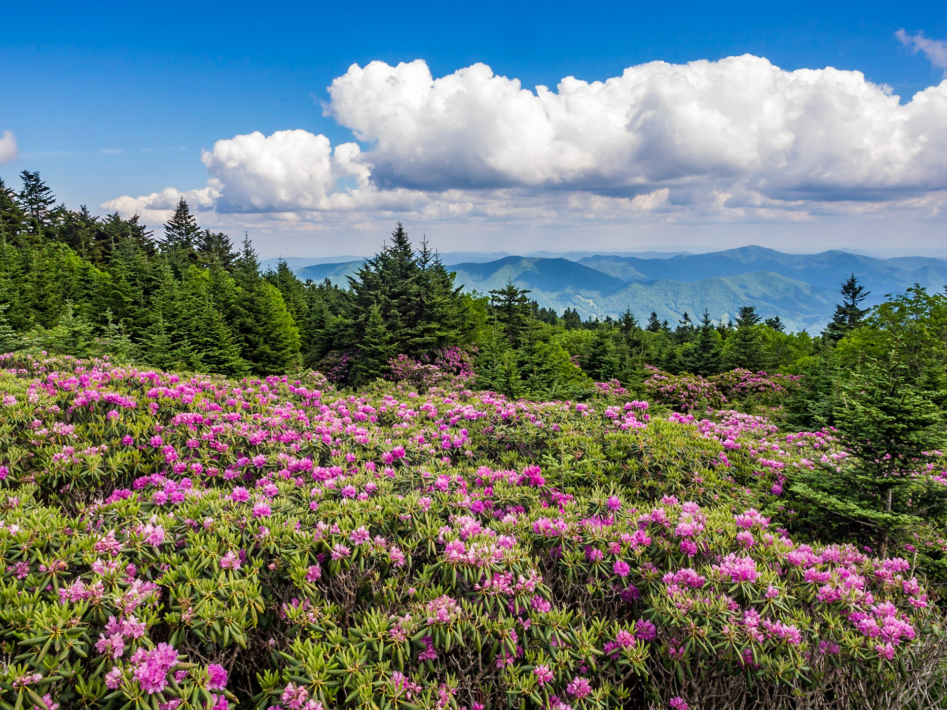 Rhododendron Gardens Overlook