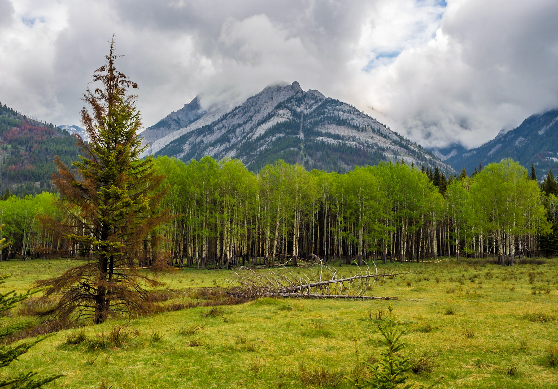 Bow Valley Parkway