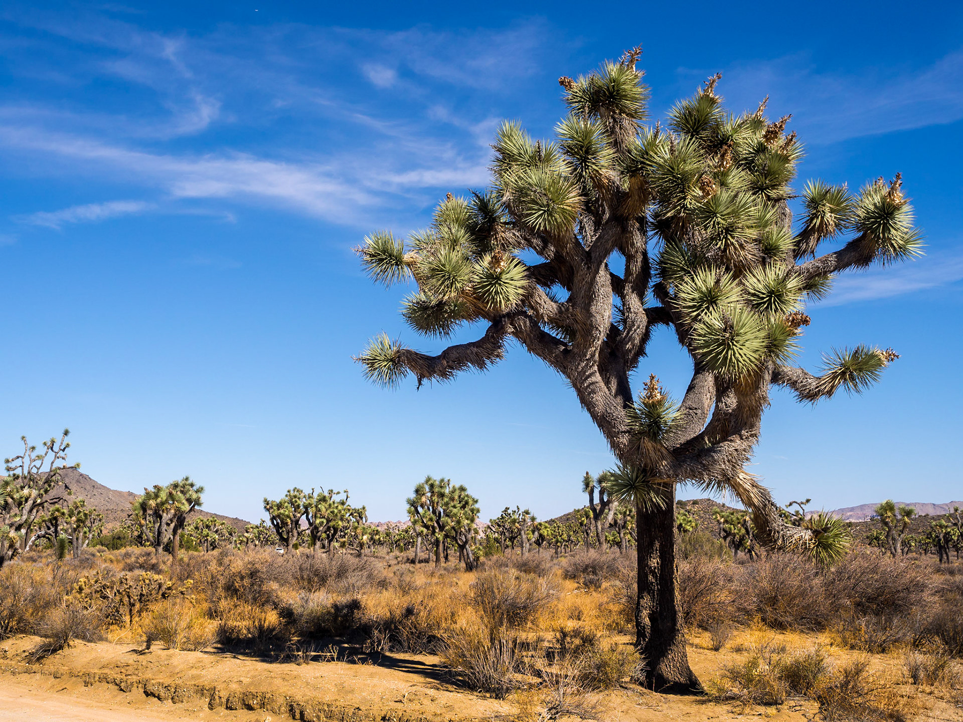 Joshua Tree