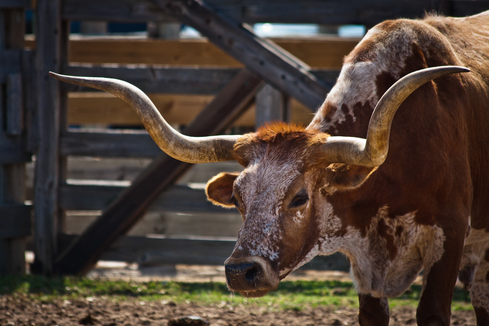 Ft. Worth Stockyards