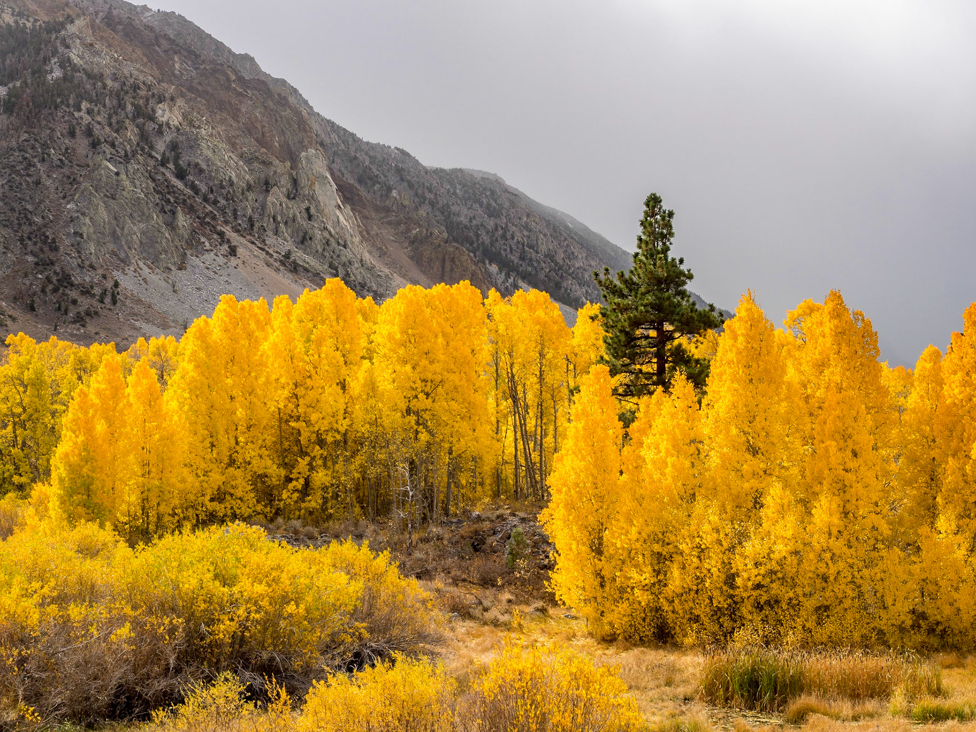 Sunshine Peaking Through the Clouds Intensifies Color of Trees