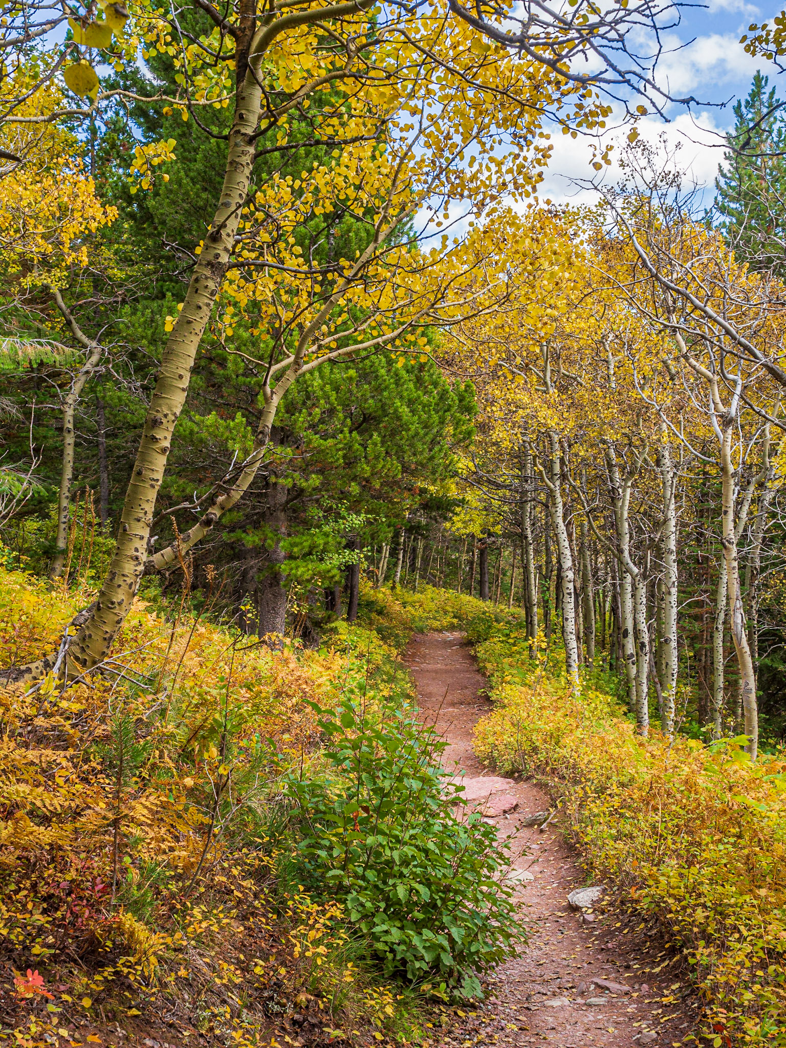 Aspens along the Swiftcurrent Pass Trail