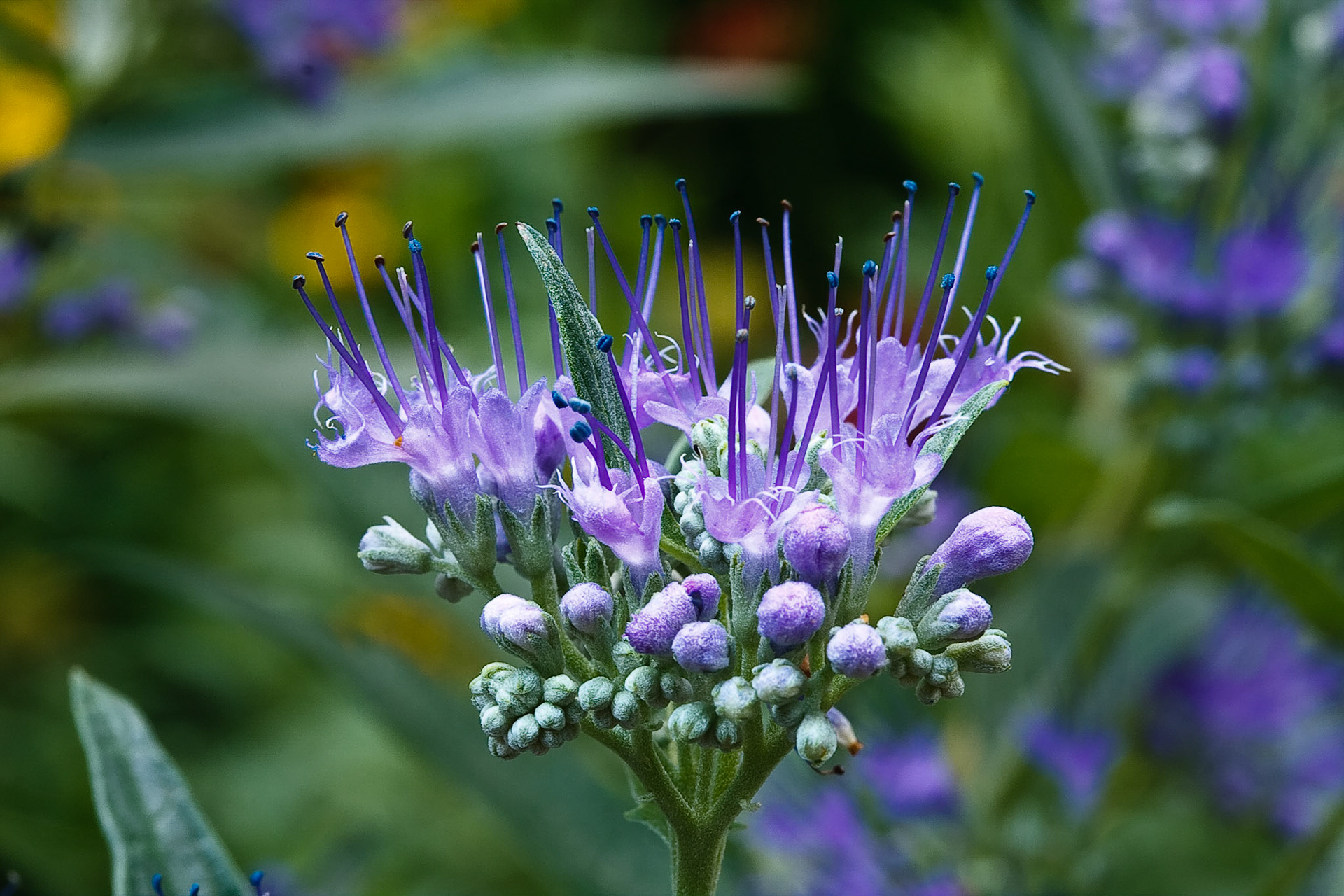 Bluebeard Crown