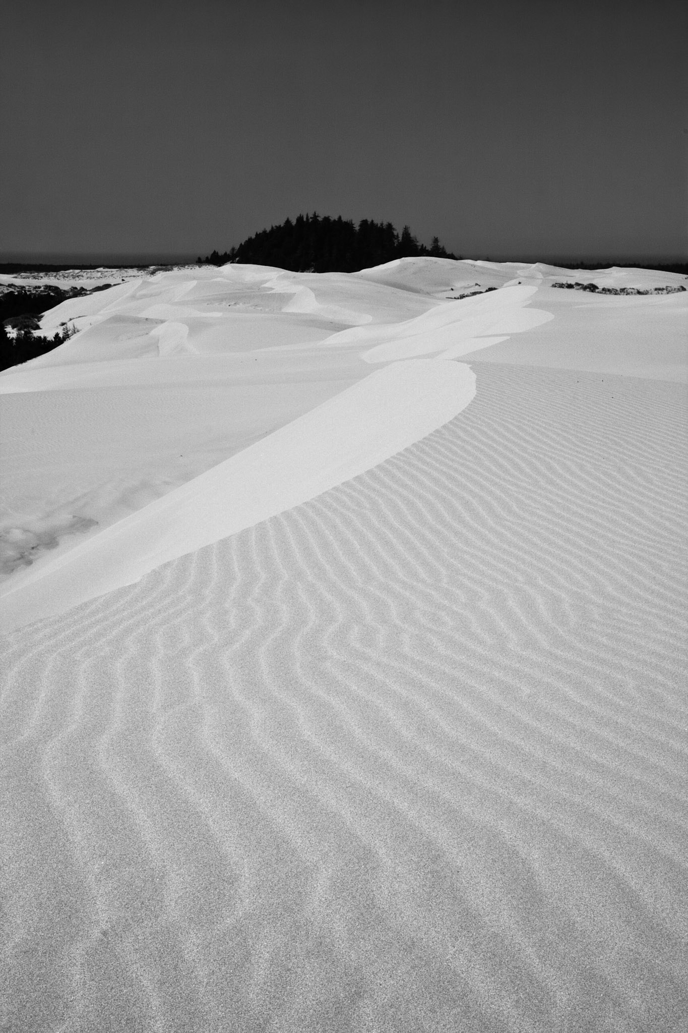 Oregon Dunes