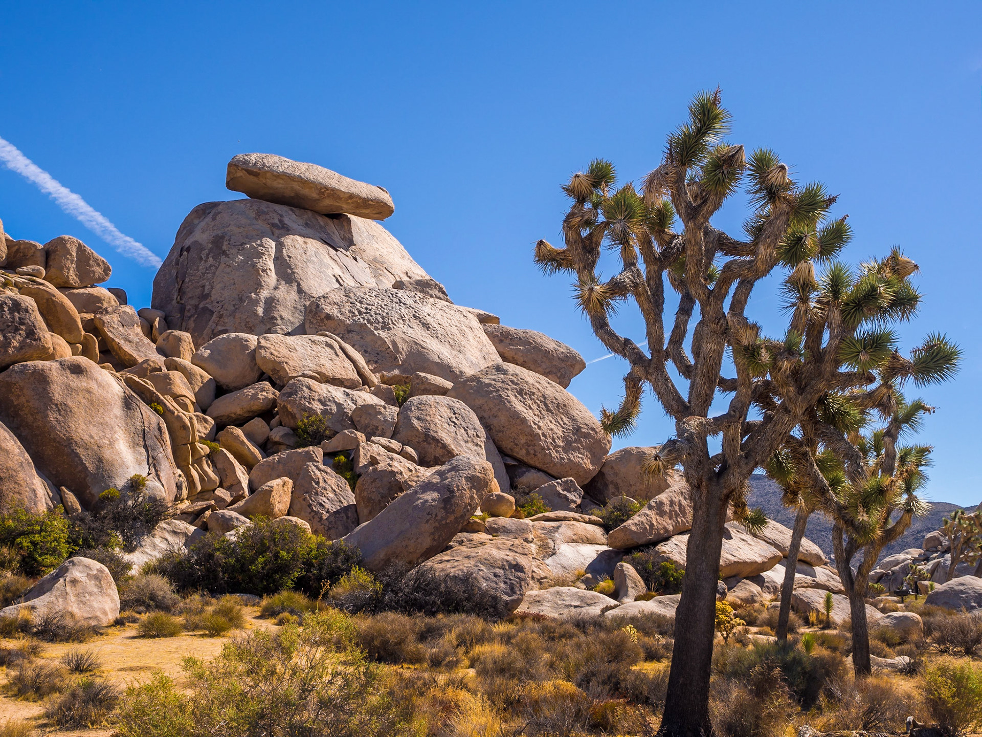 Joshua Tree National Park