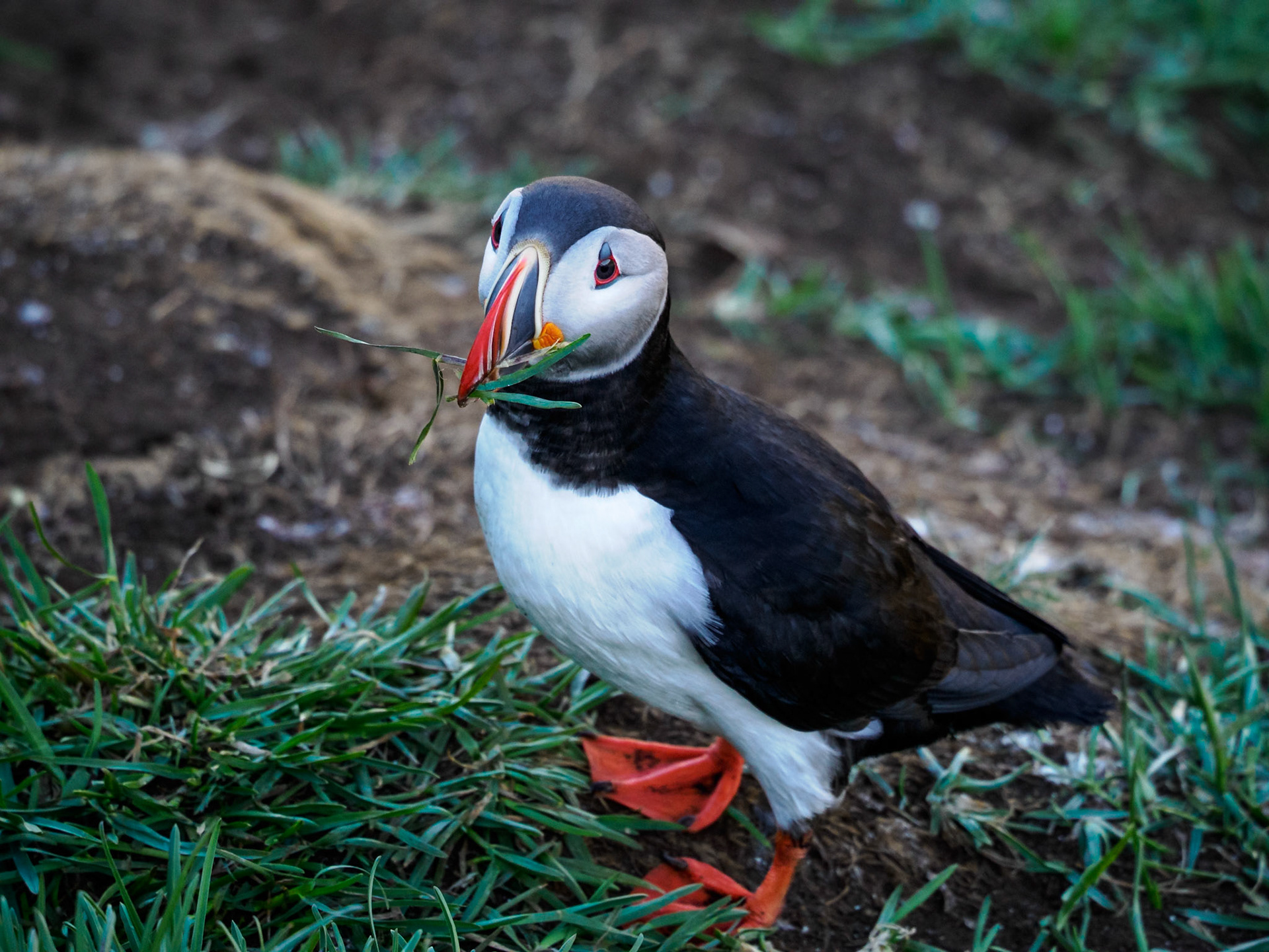 Puffins in Borgarfjörður