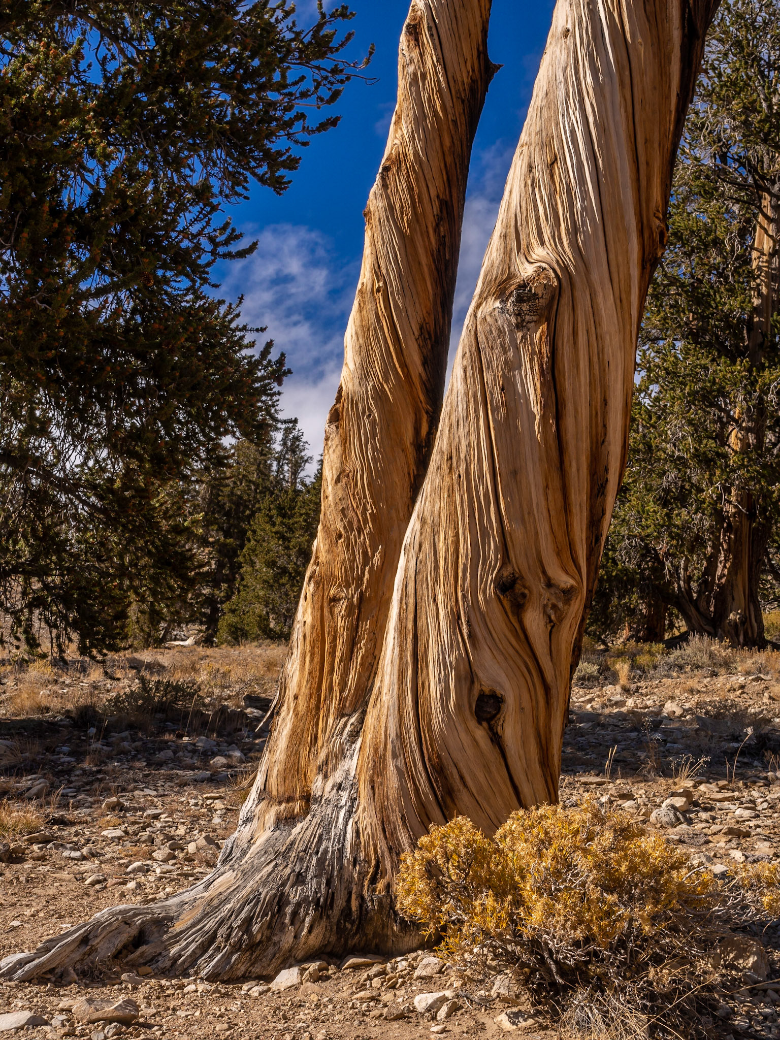 Twisted Tree Trunk