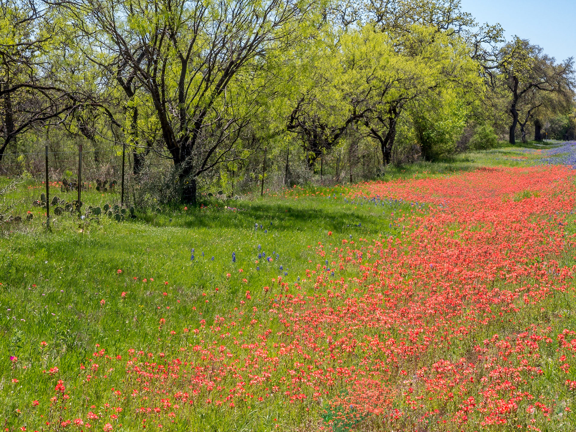 Wildflowers North of Castell