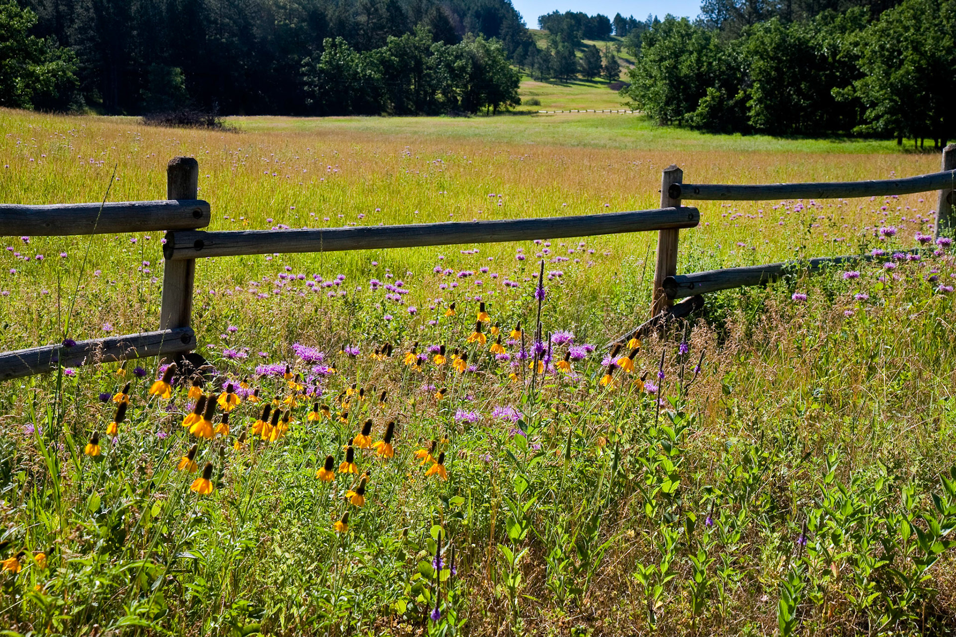 Custer State Park, South Dakota