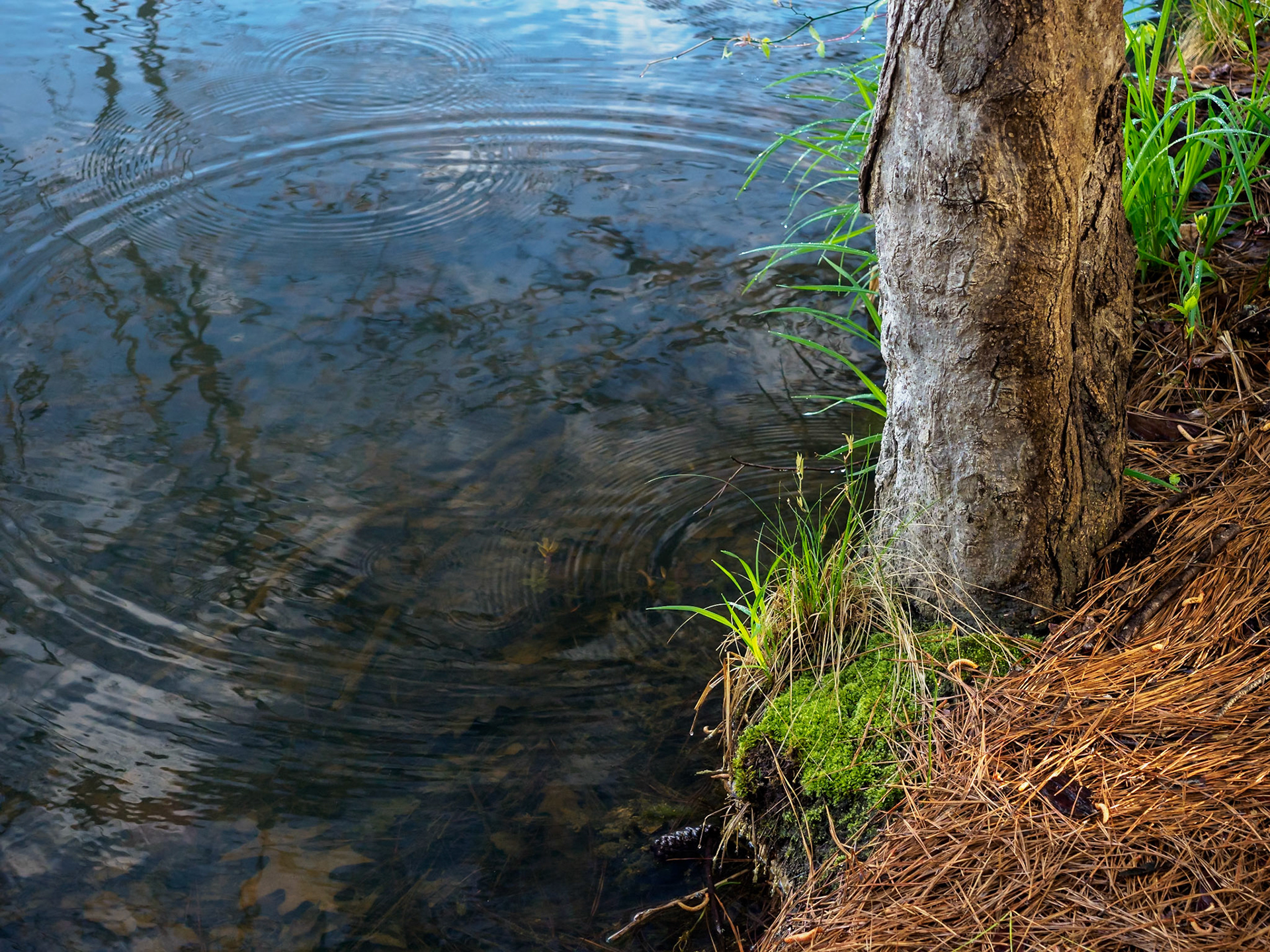 Lake Johnson Park, Raleigh, NC