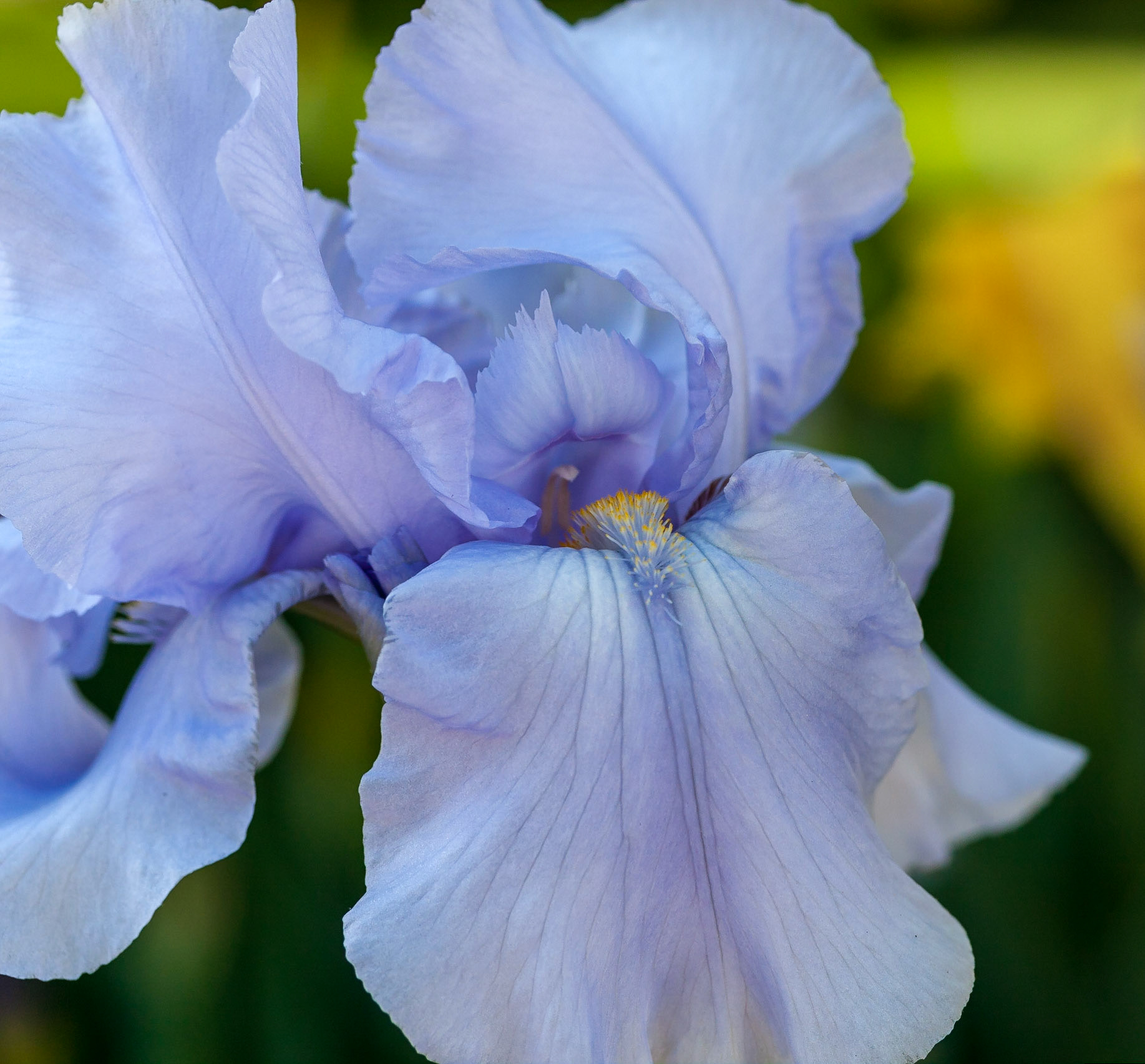 Blue Iris