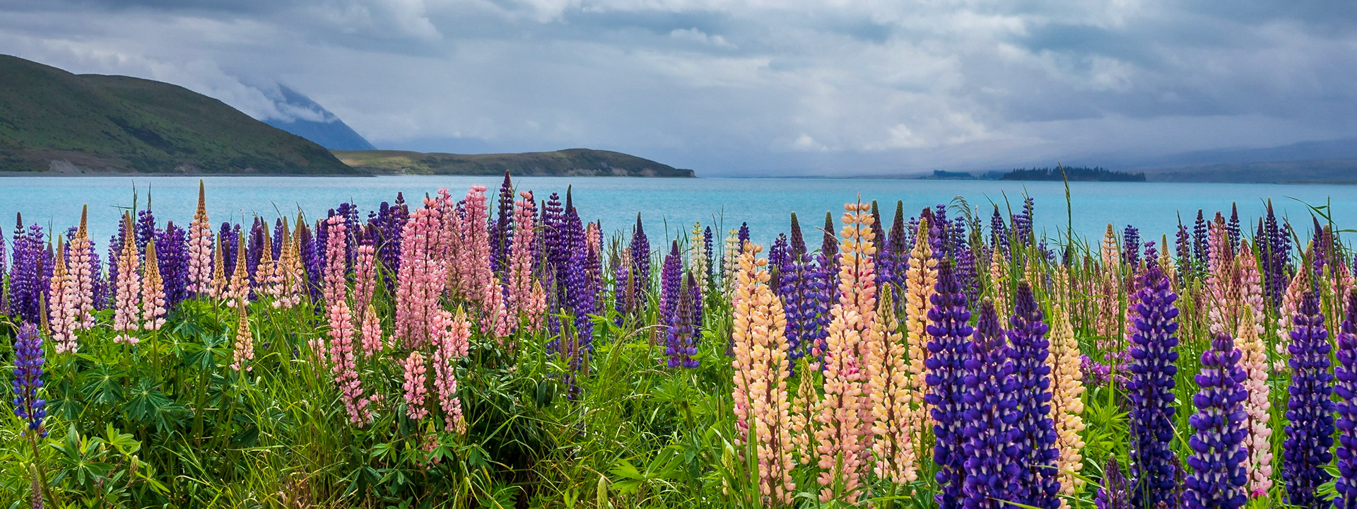 Lupines Near Lake Tekapo