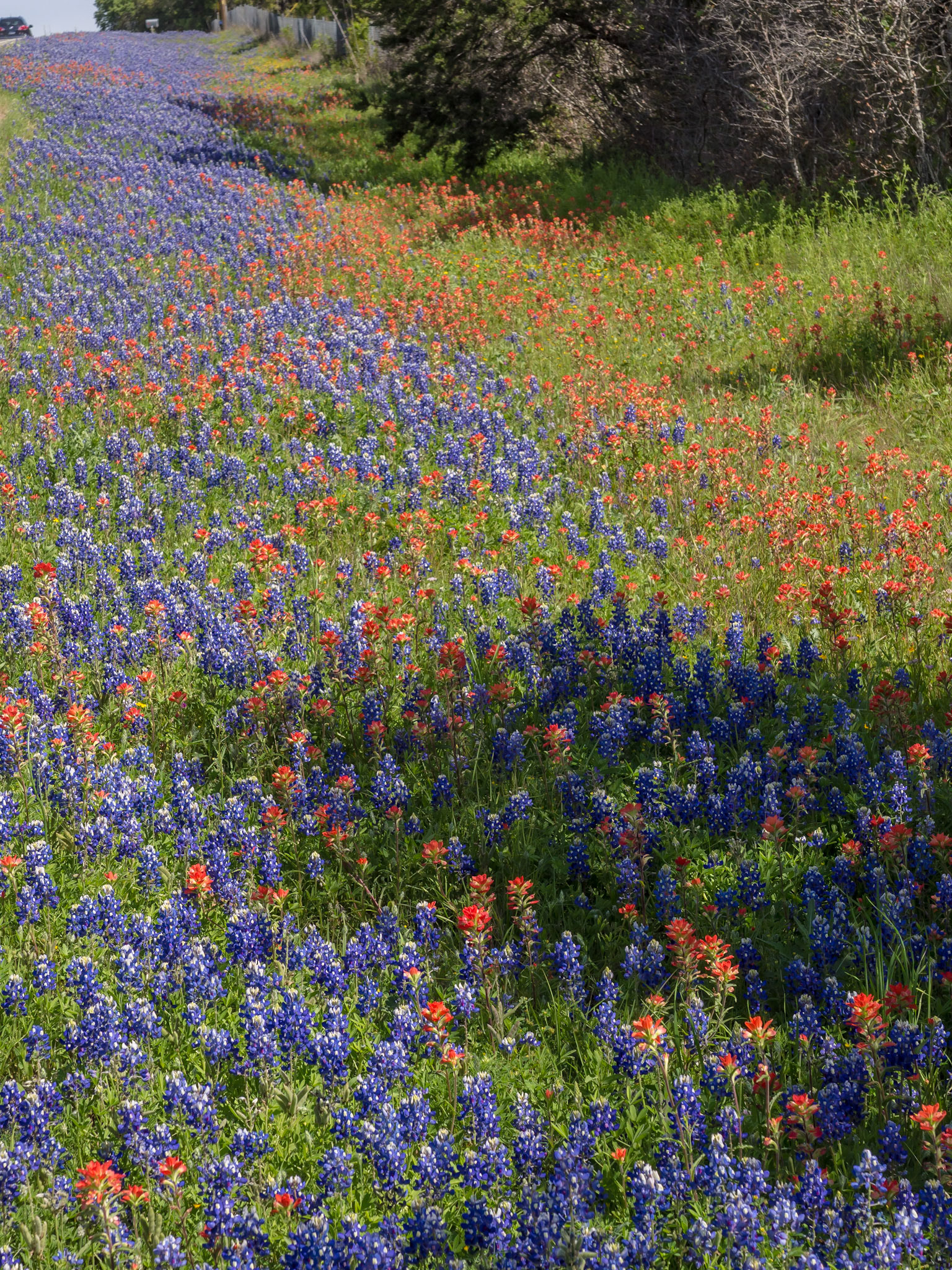 Blue and Red Forever