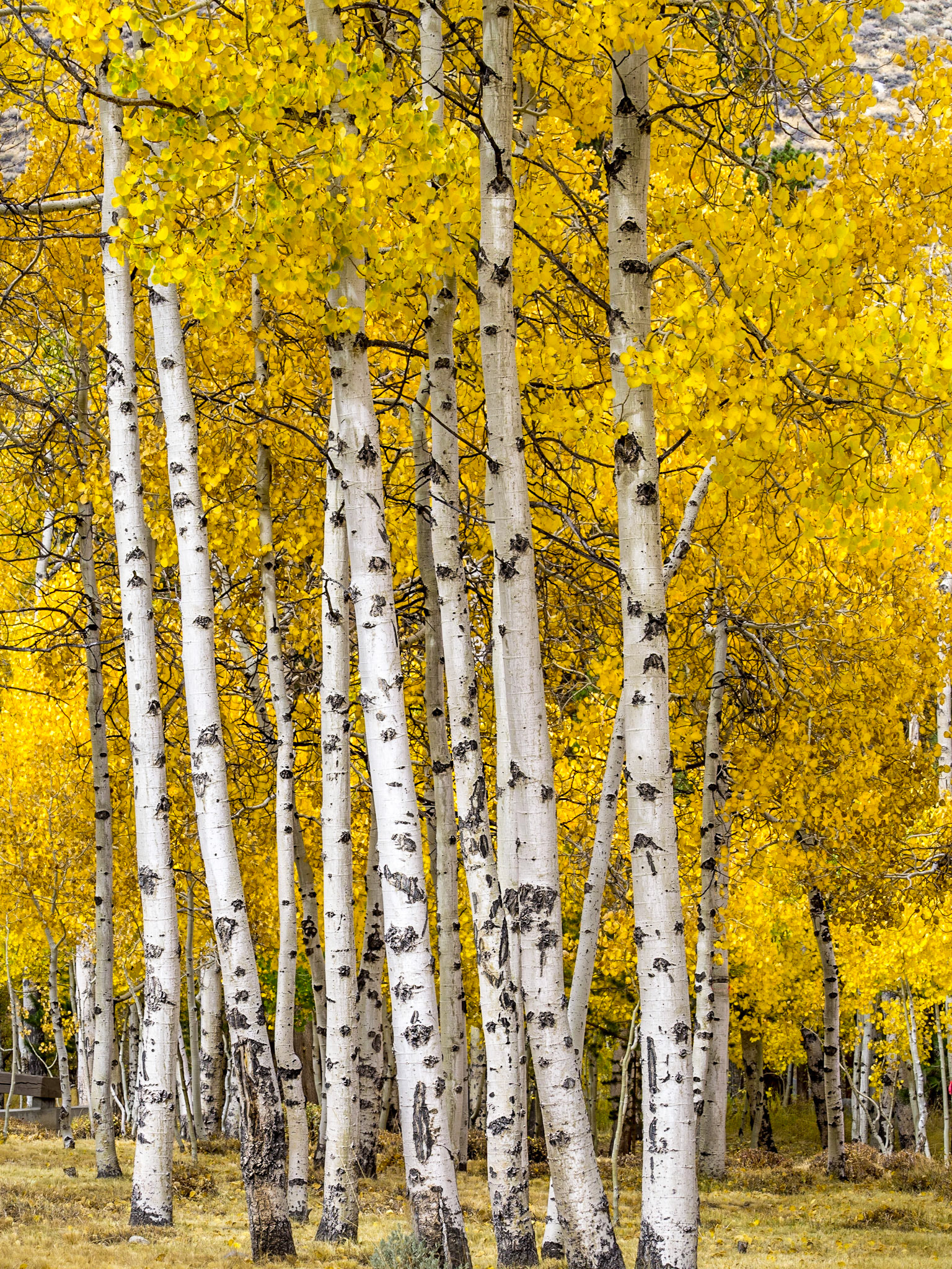 Aspendell, California