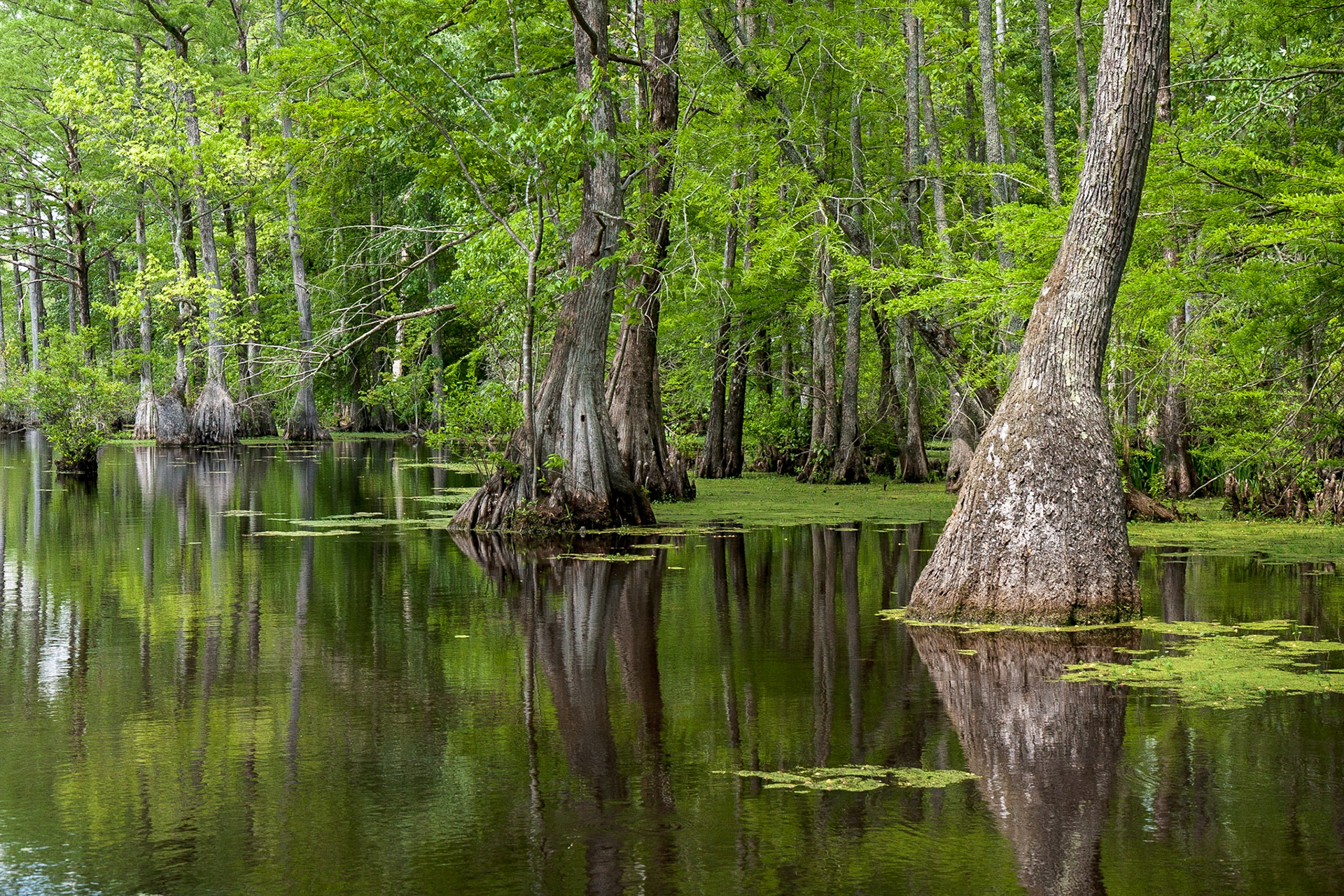 Merchants Millpond State Park, North Carolina