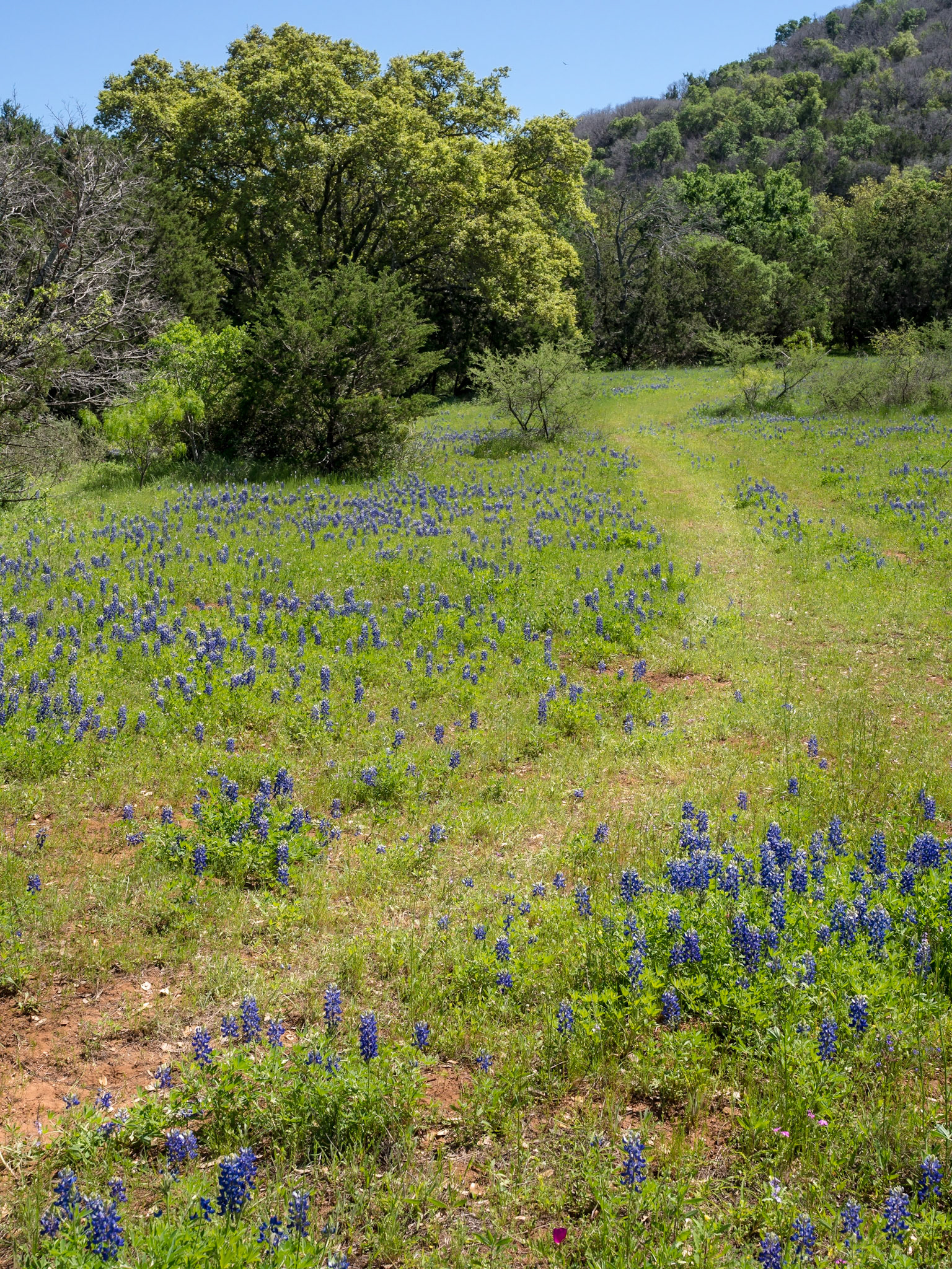 A Path Through the Flowers