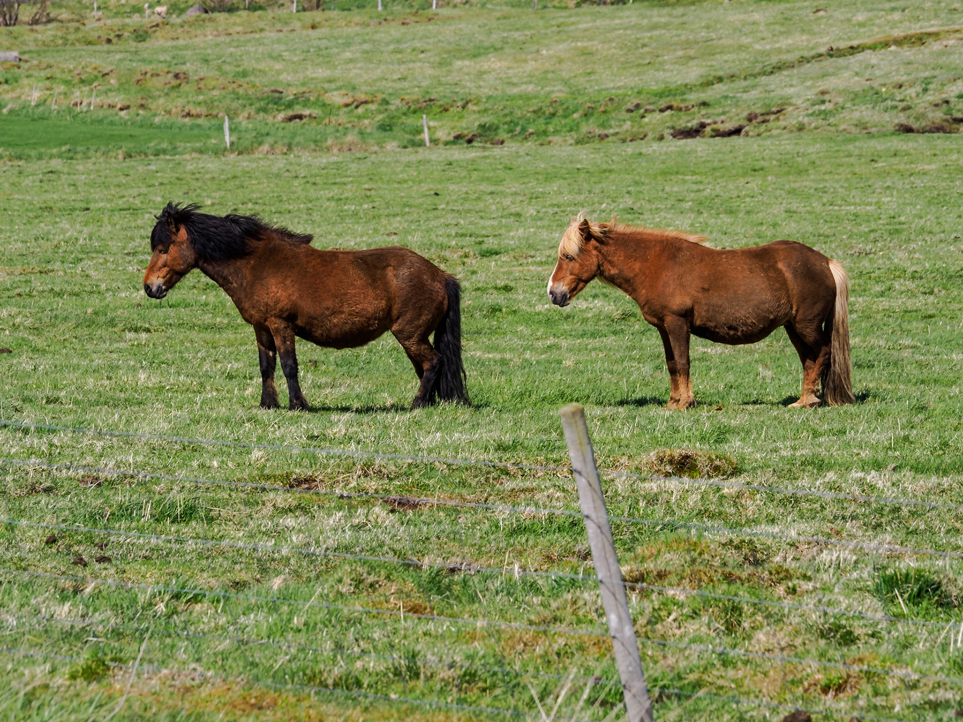 Posing Icelandic horses