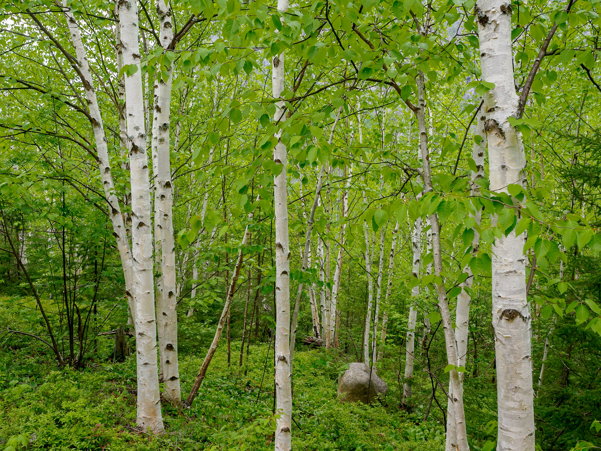 Aspens along the trail near the junction with the next mountain trail we would climb (Le Chouenne).