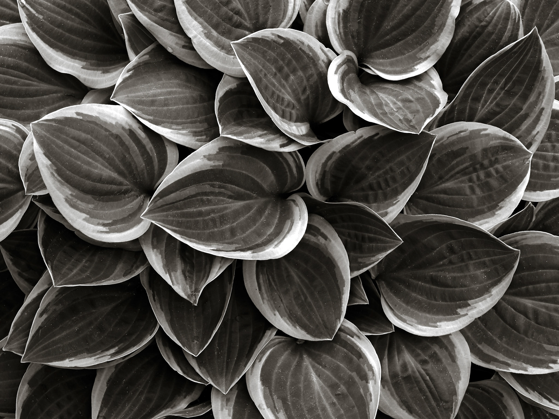 Varigated hosta