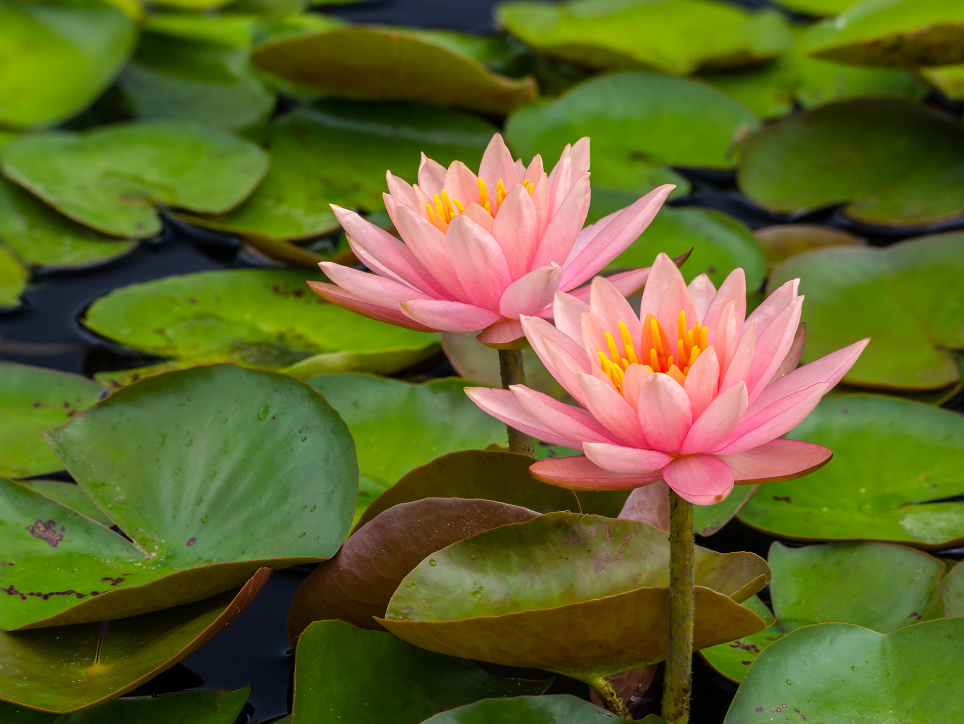 Water Lilies