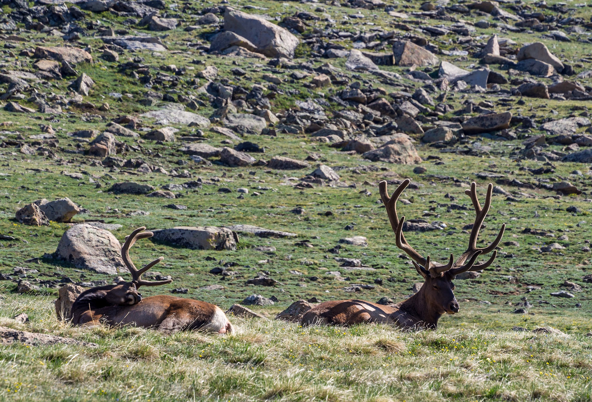 Resting Elk