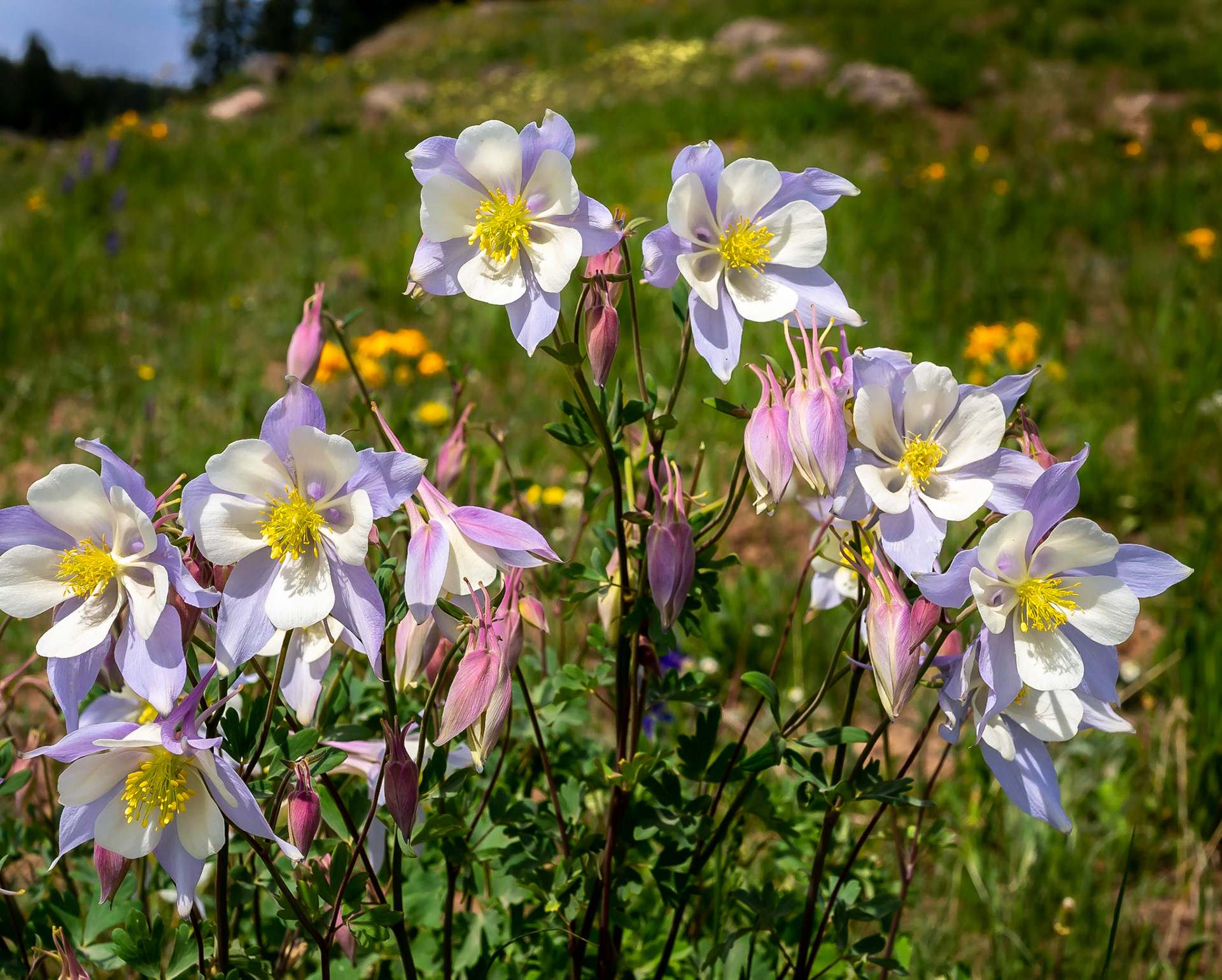 Columbine on Land's End Road, near the Grand Mesa Scenic Byway