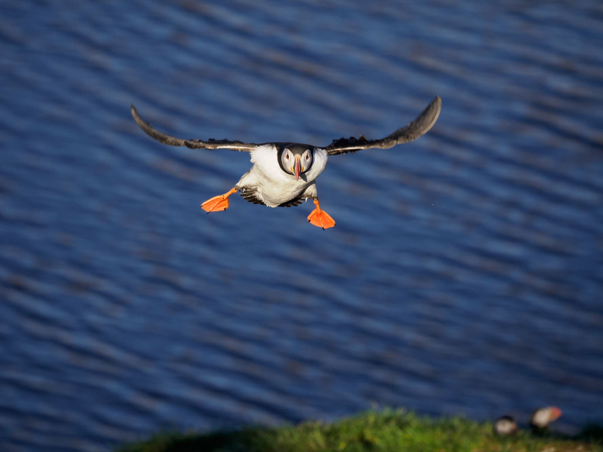 Puffins in Borgarfjörður