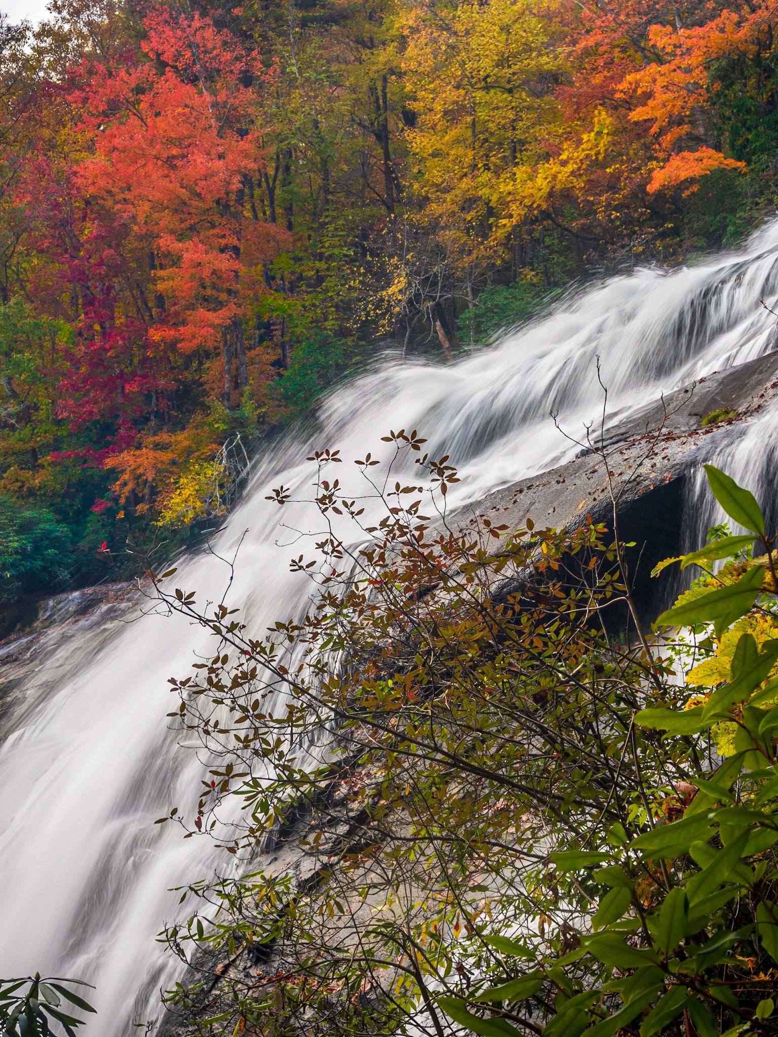 Gorges State Park, North Carolina