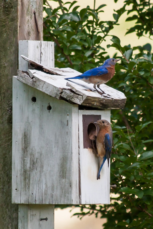 Chase City, Virginia