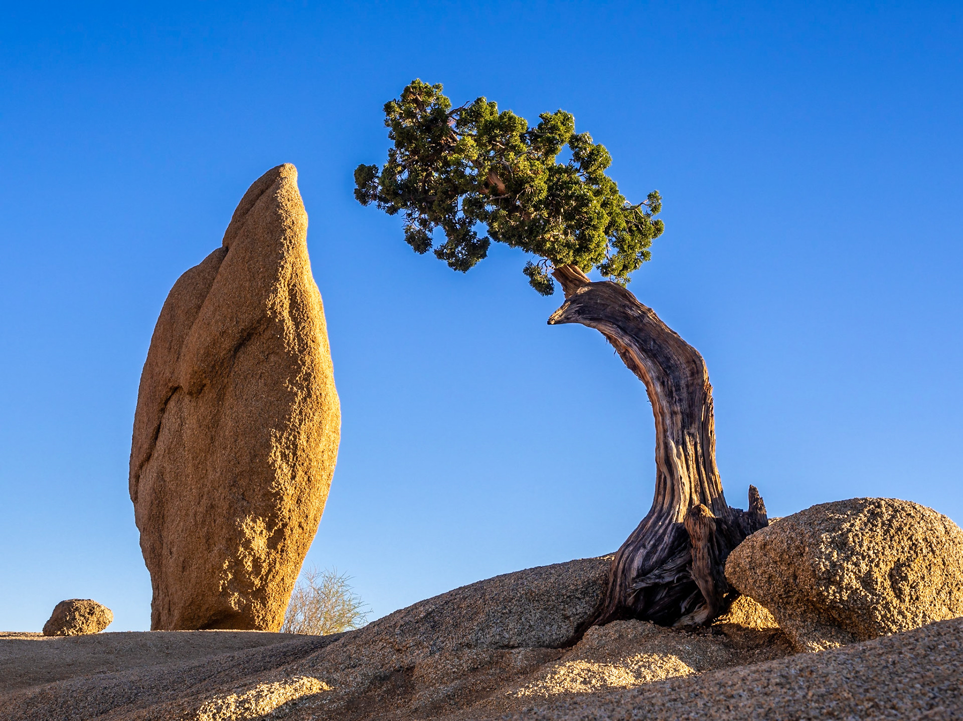 Joshua Tree National Park